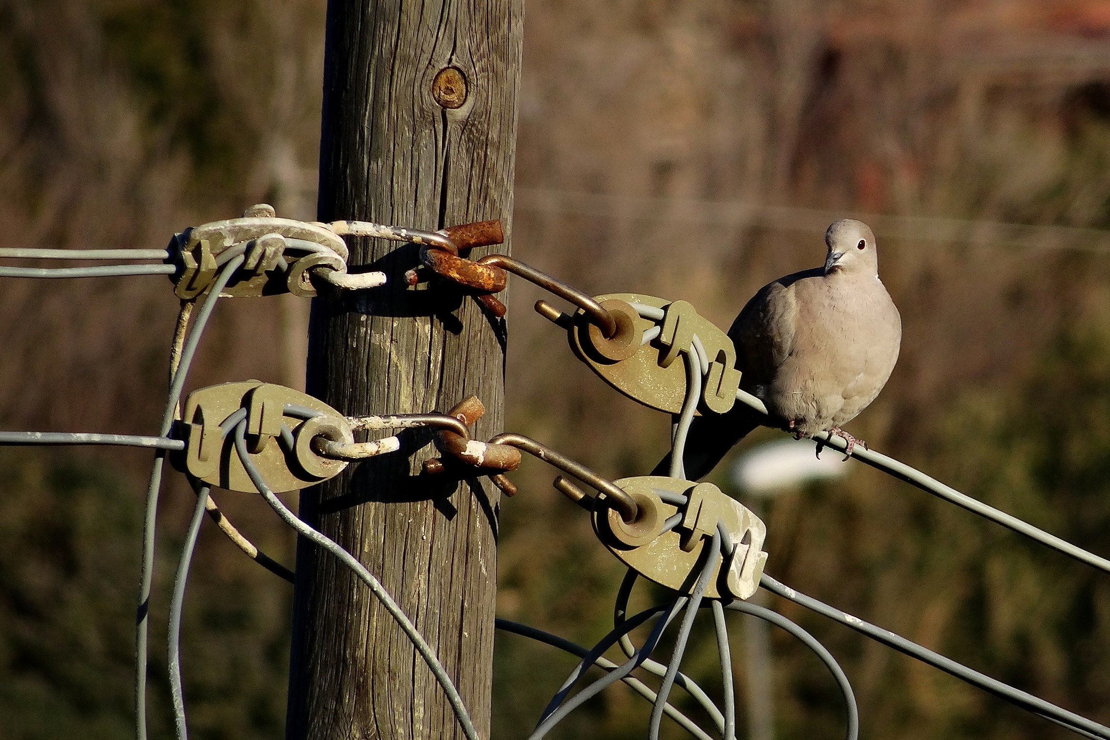 Eurasian collared dove (Tortora from the collar)