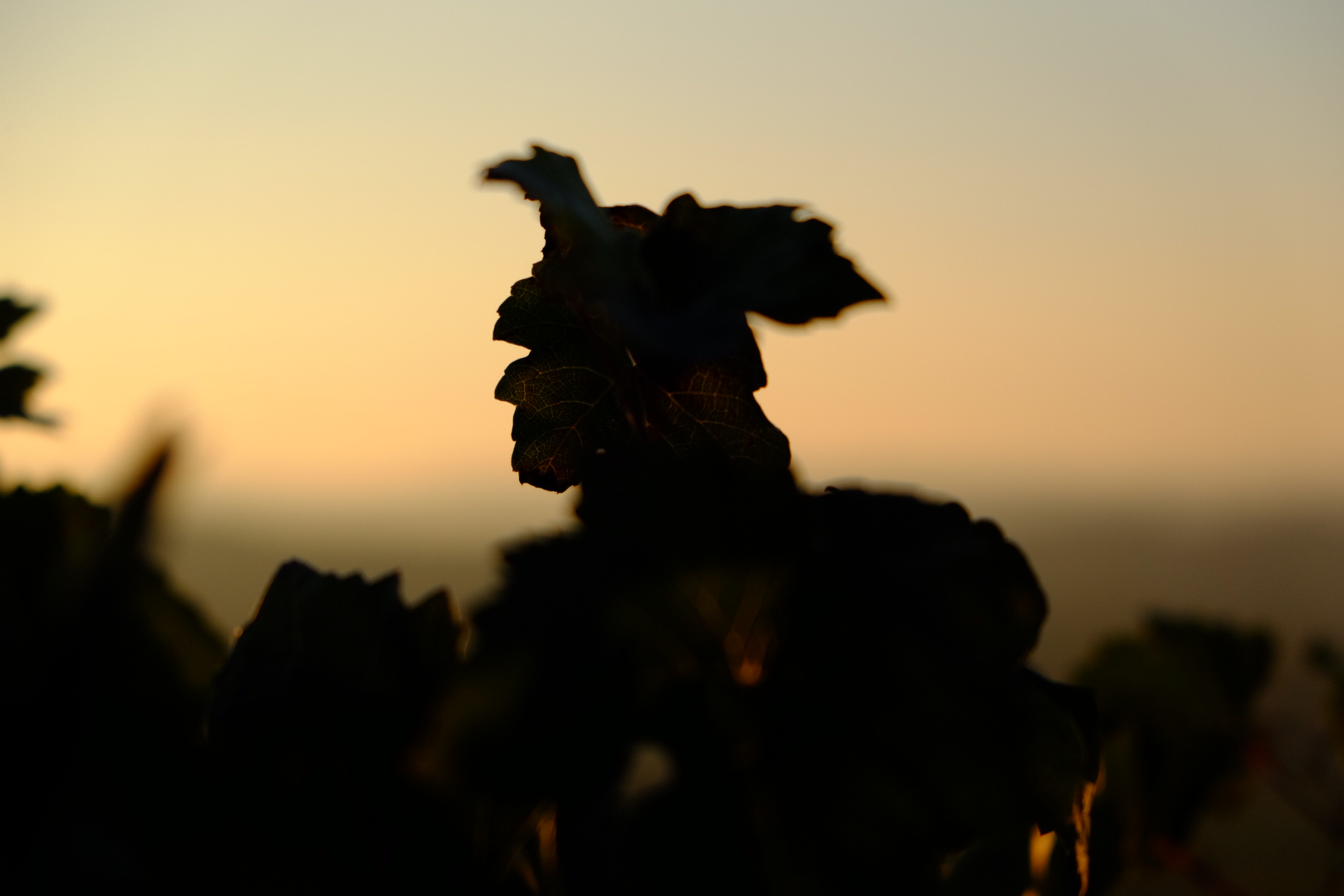 Il Guardiano di Bacco