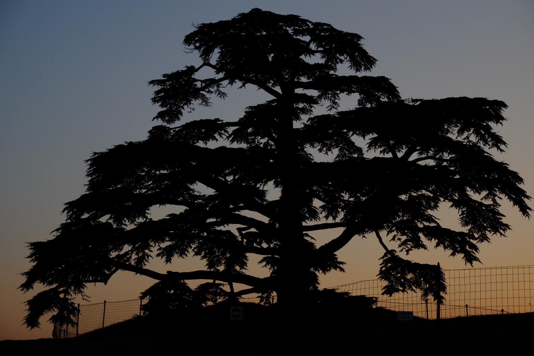 Il Cedro Libanese di La Morra