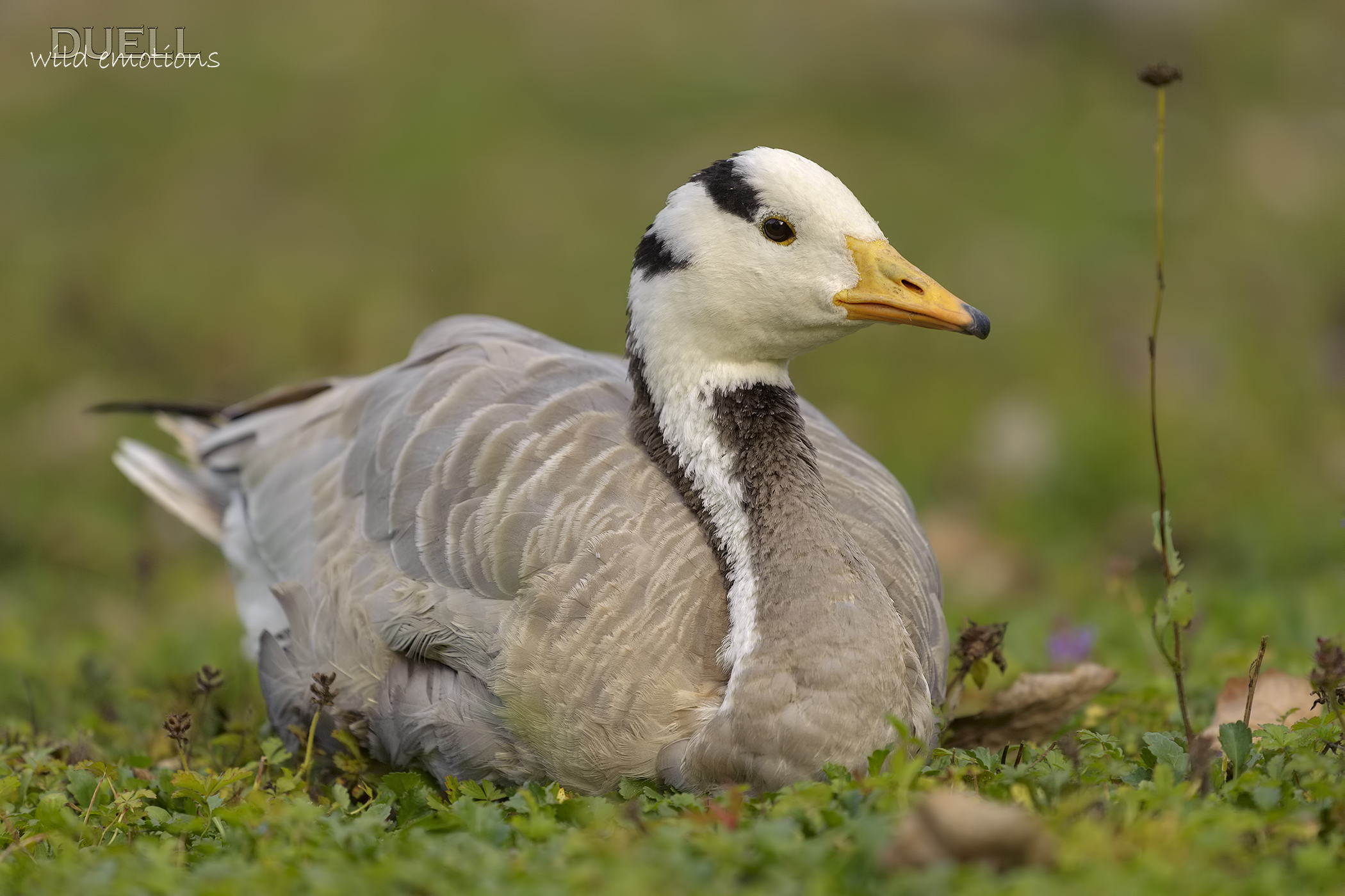 Indian goose