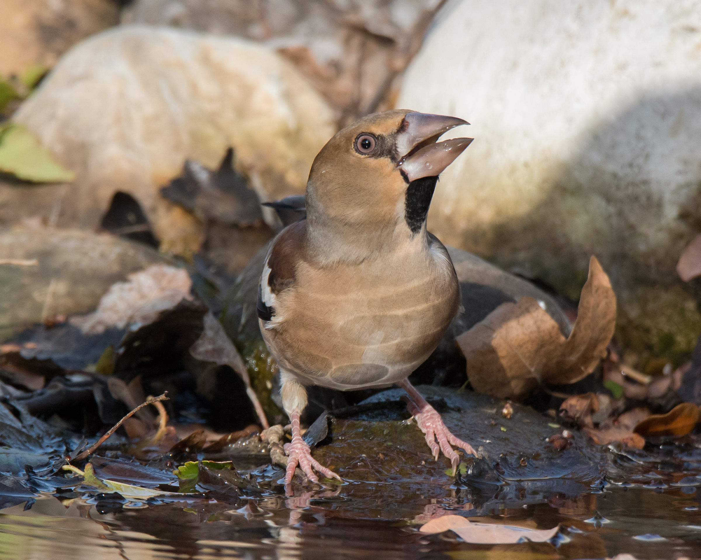 Grosbeak all'abbeverata
