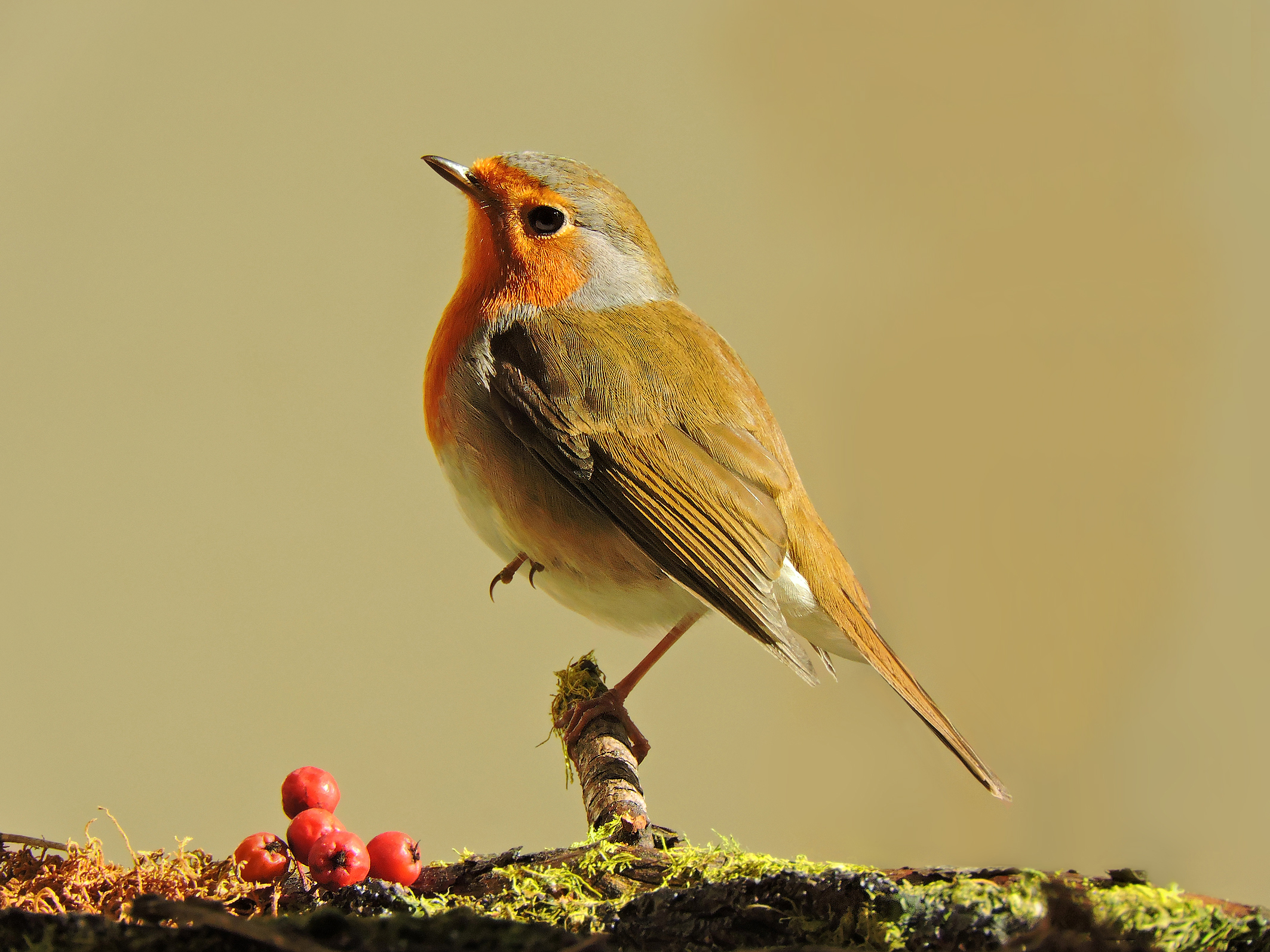 robin on the windowsill