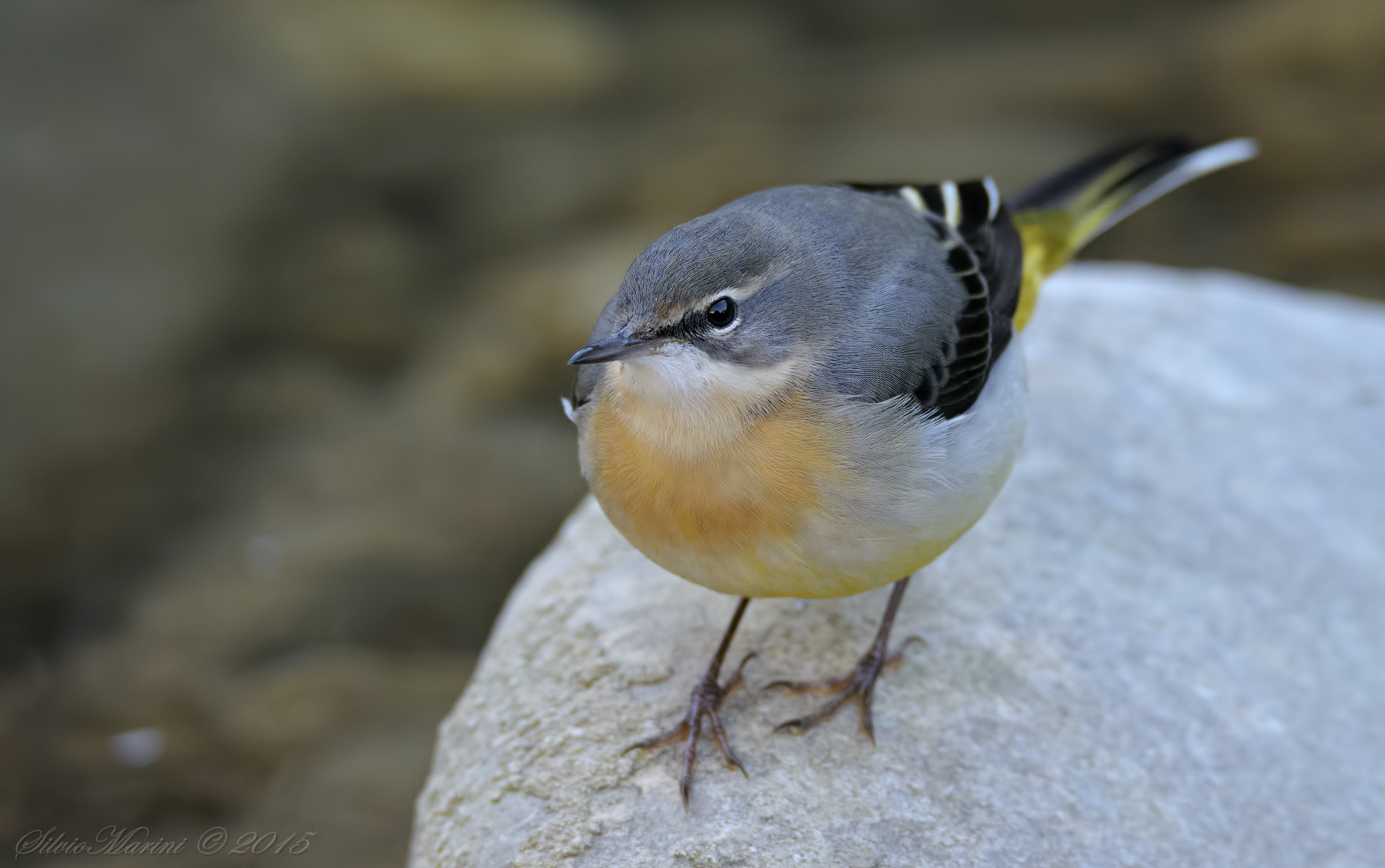 Wagtail (Motacilla cinerea)