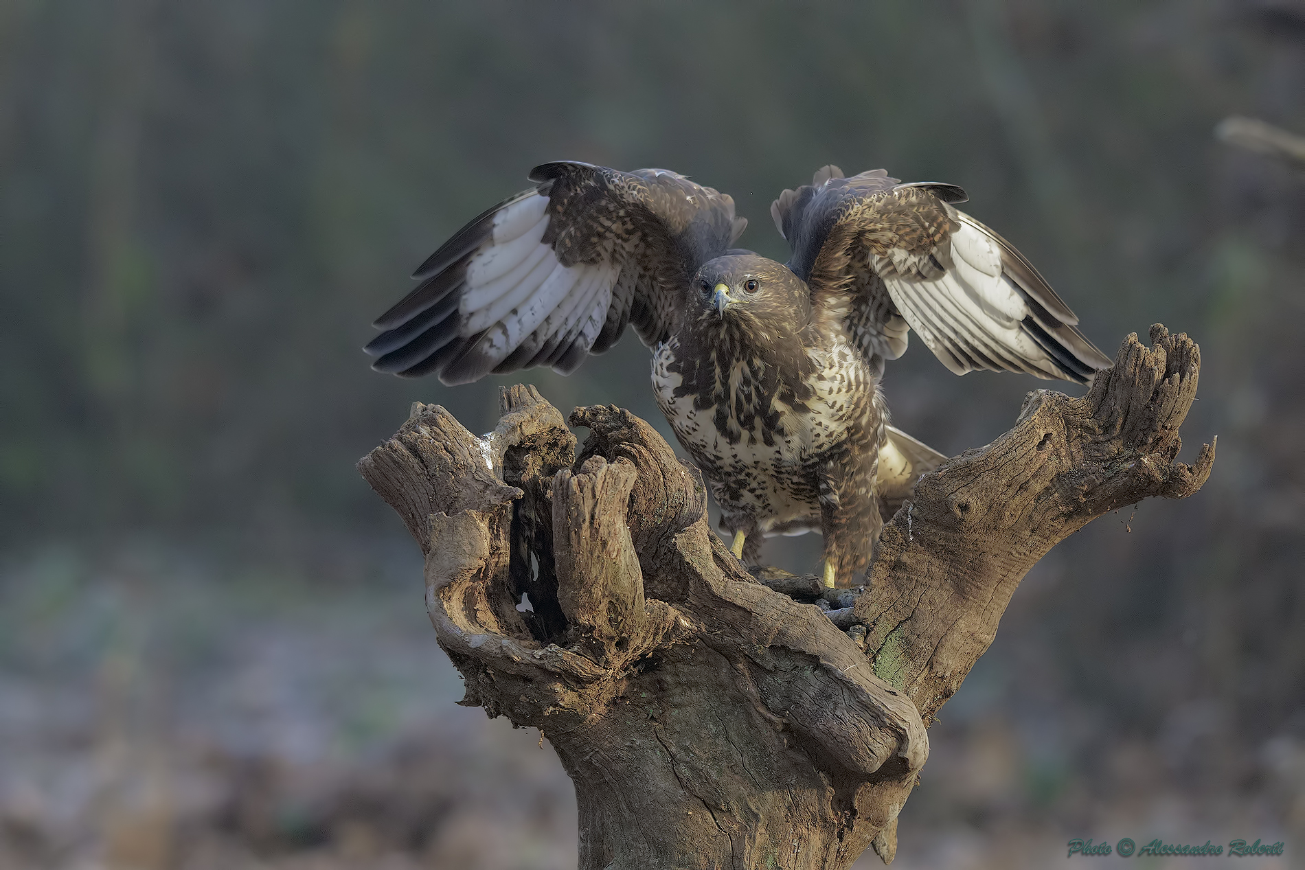 Pronta al decollo!!!