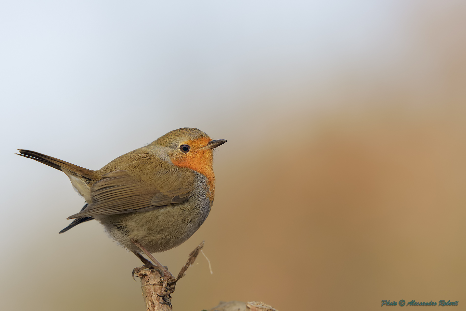 Pettirosso ( Erithacus rubecula )