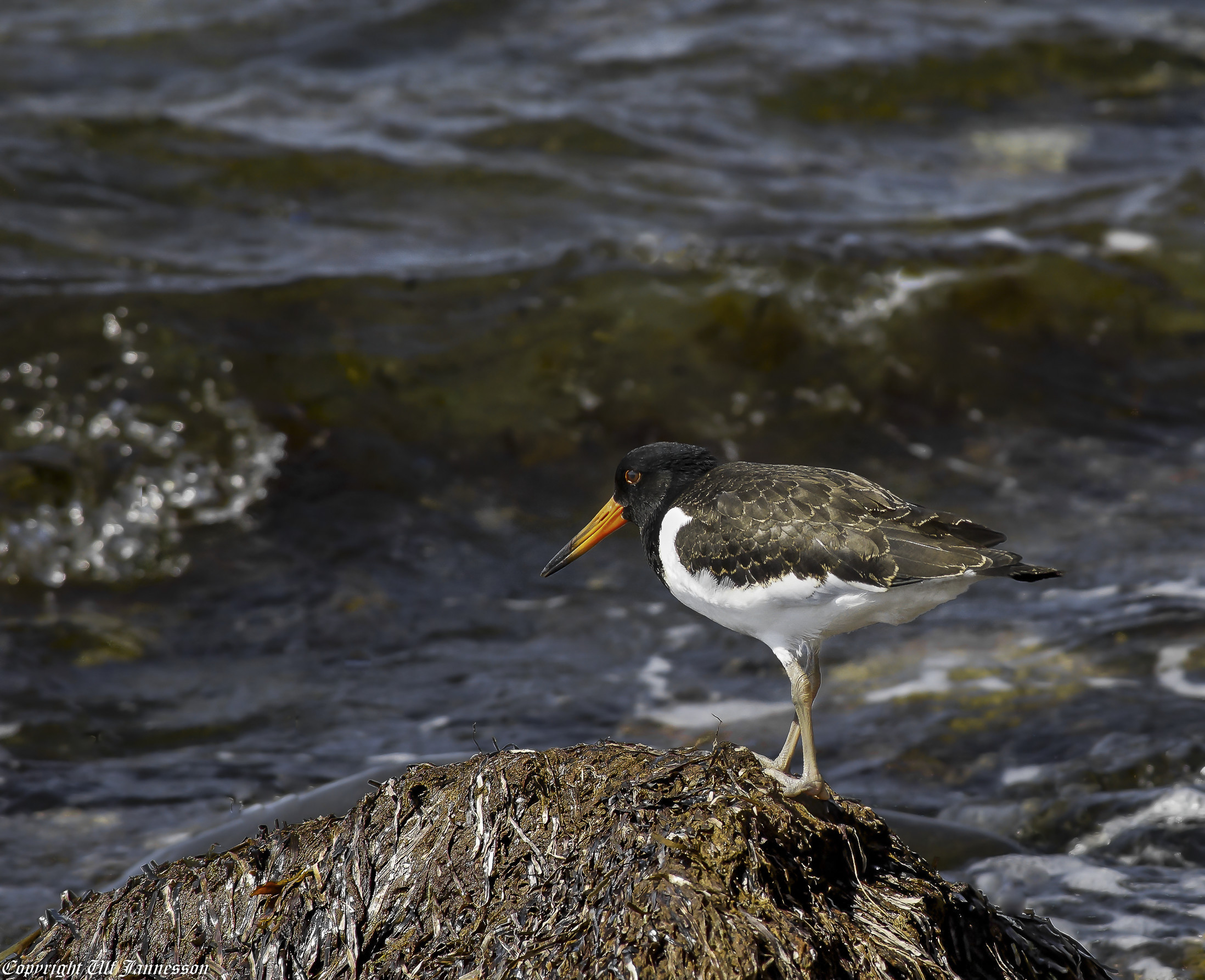 Oystercatcher. Looking out over the lake