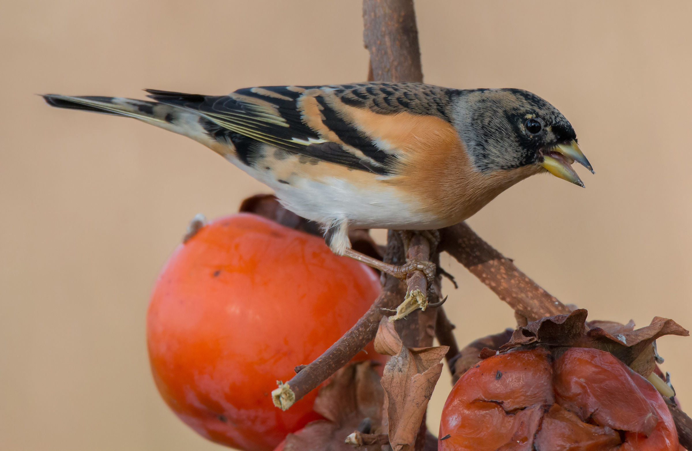 Brambling between khaki