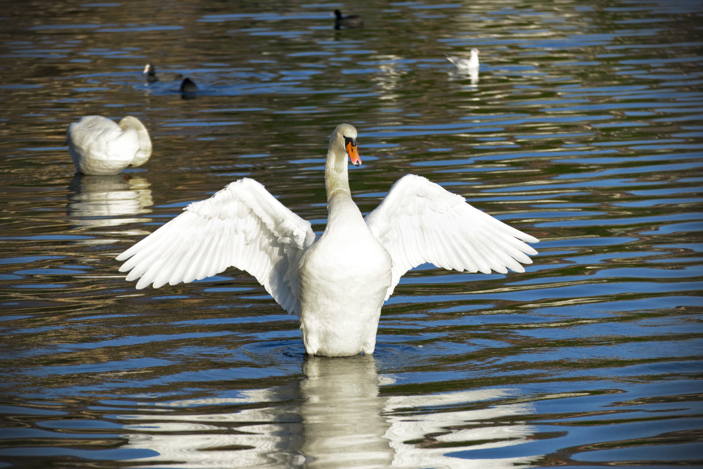 L'eleganza del cigno