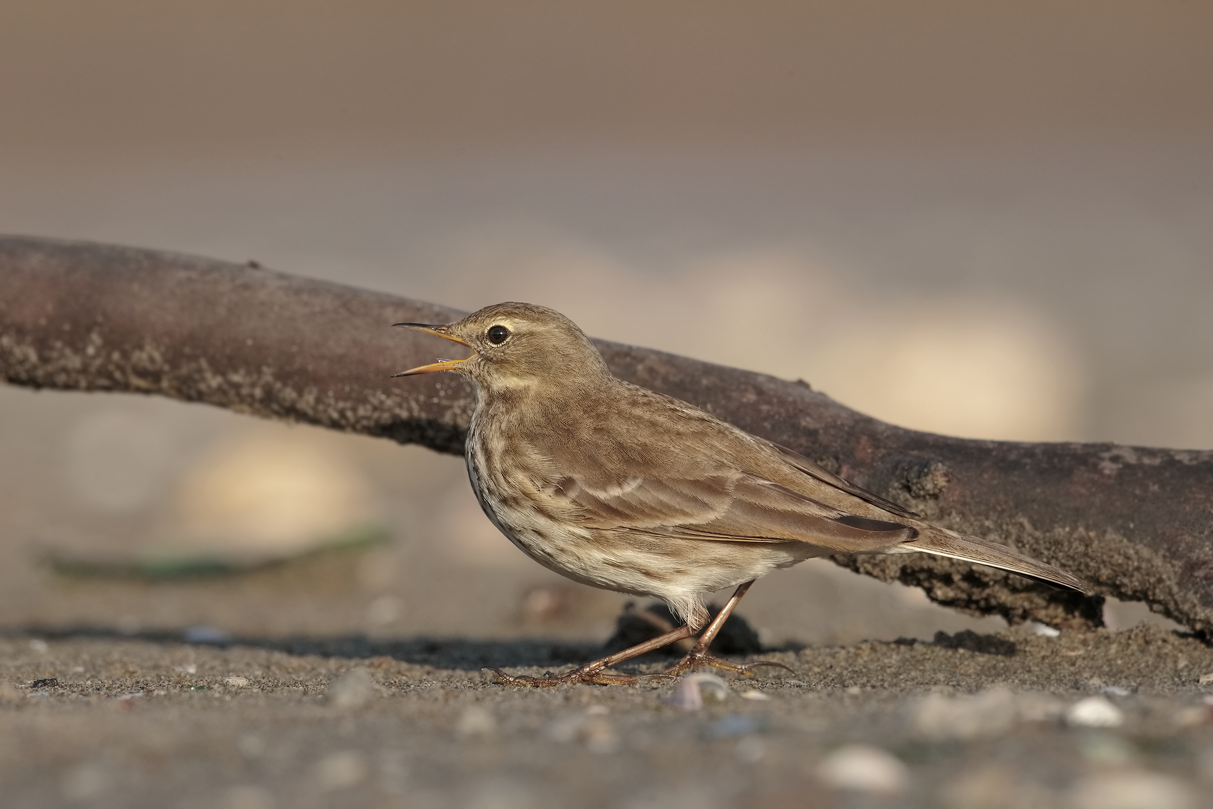 Pipit