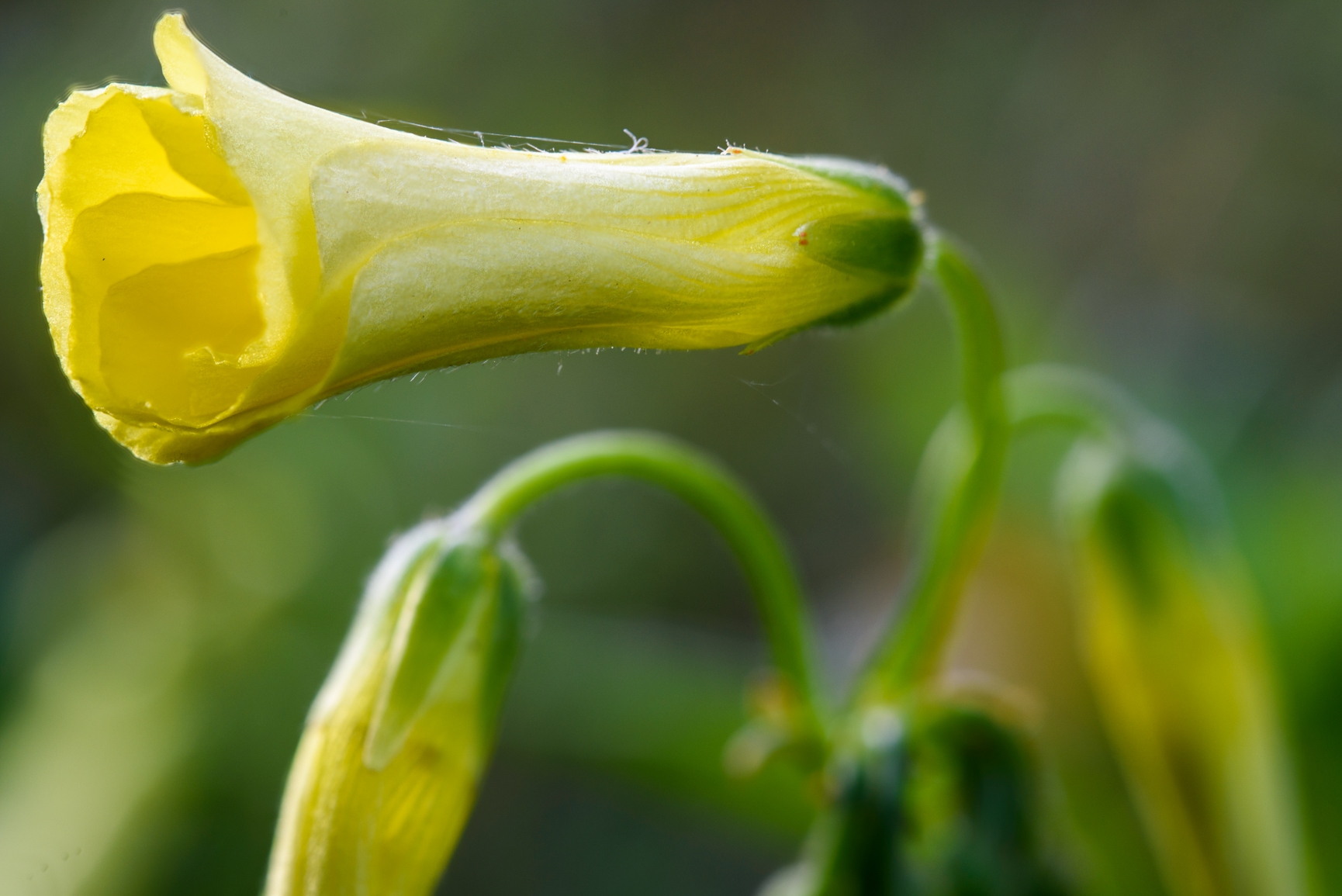 Flower, my first half decent focus stacking