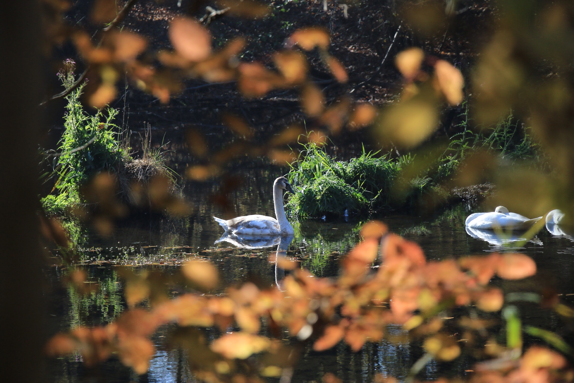 Il brutto anatroccolo