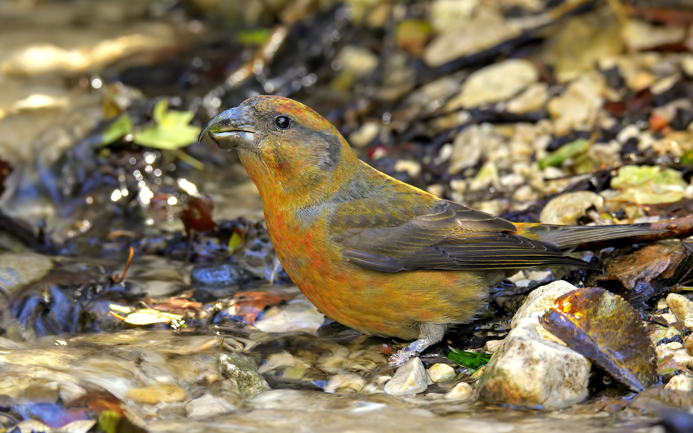 (Loxia curvirostra) male