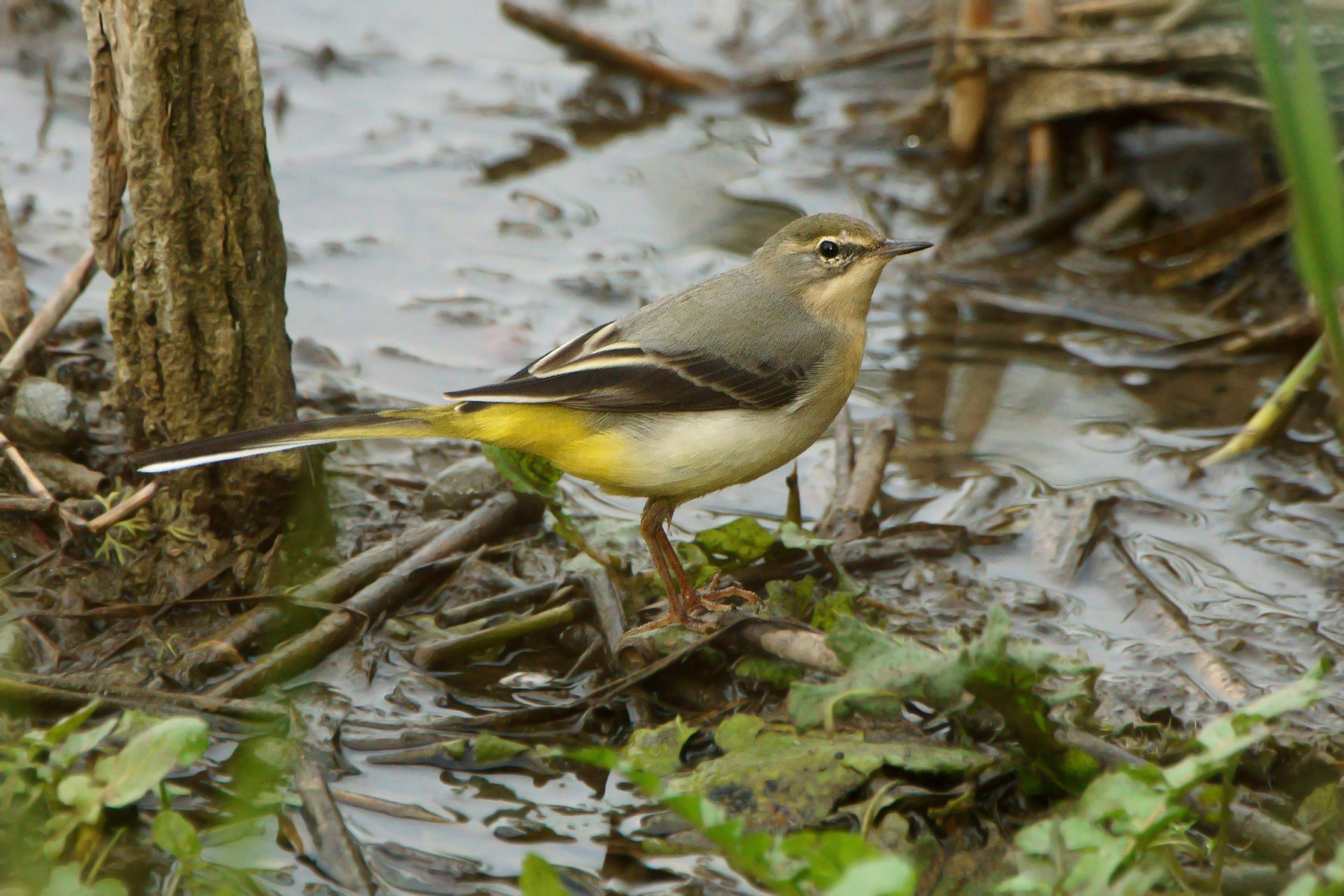 Wagtail