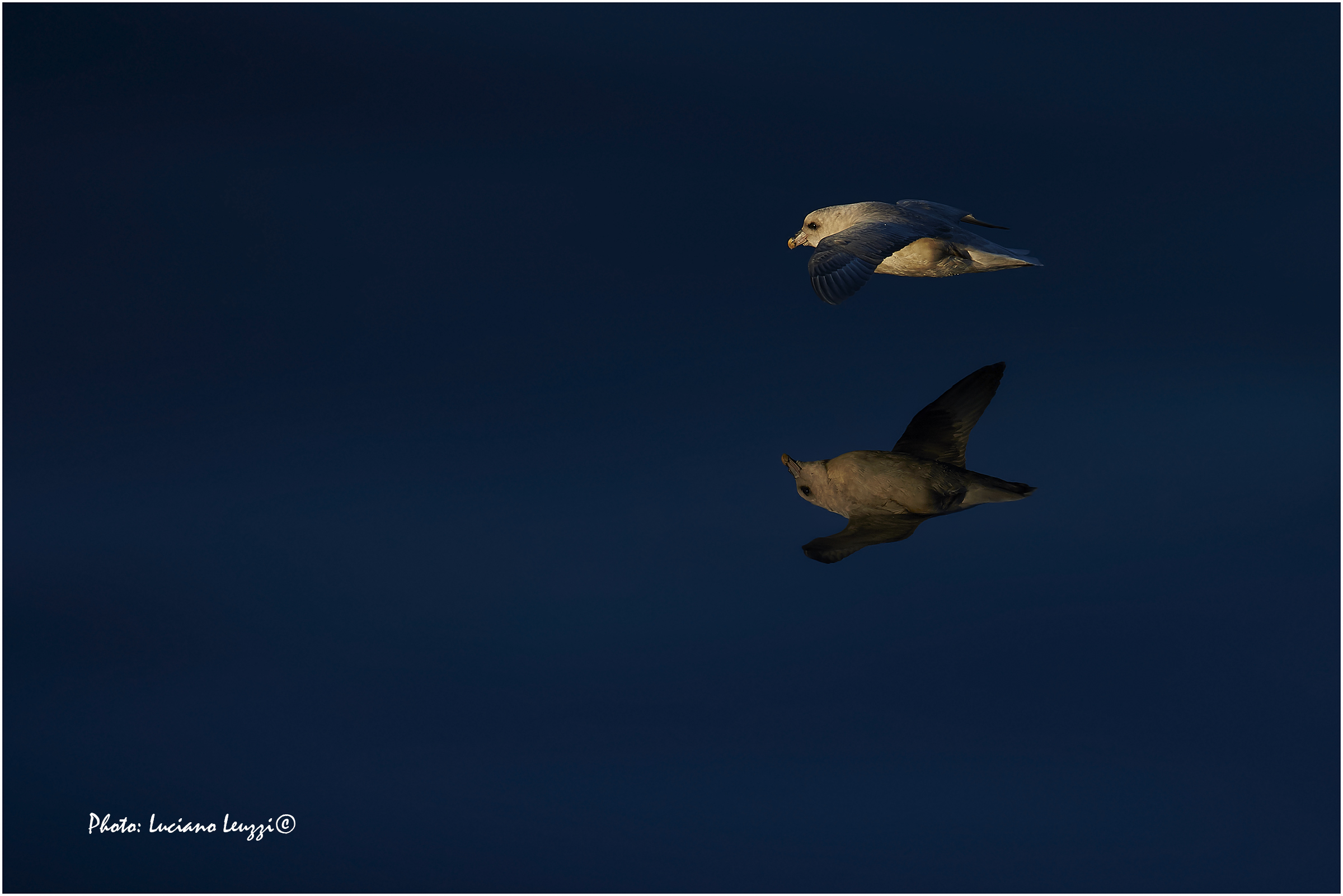 Fulmar arctic in blue