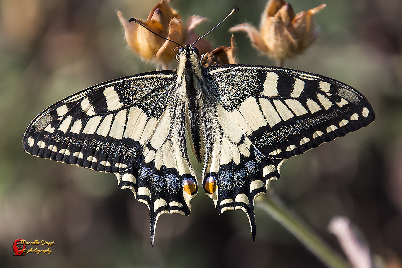 Papilio machaon
