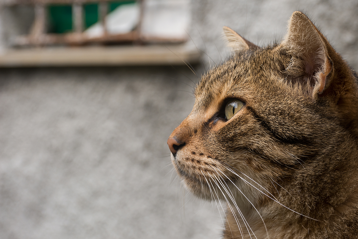 Lo sguardo del felino