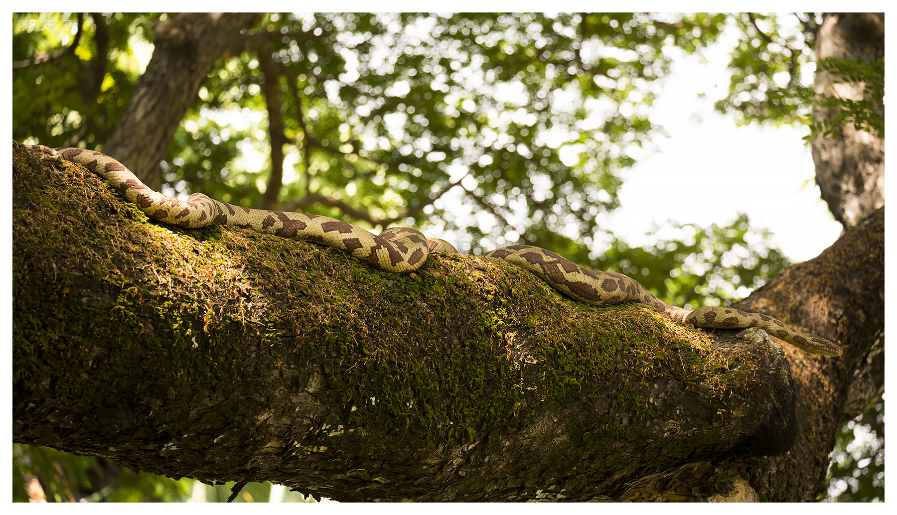 Python in the City Gardens