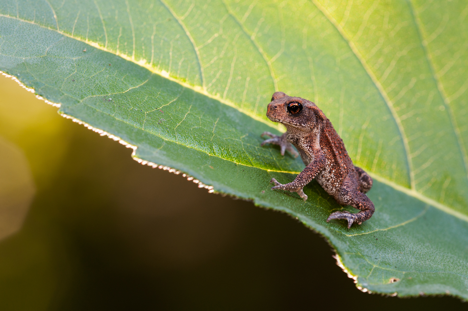 Giovane rospo ( Bufo bufo )
