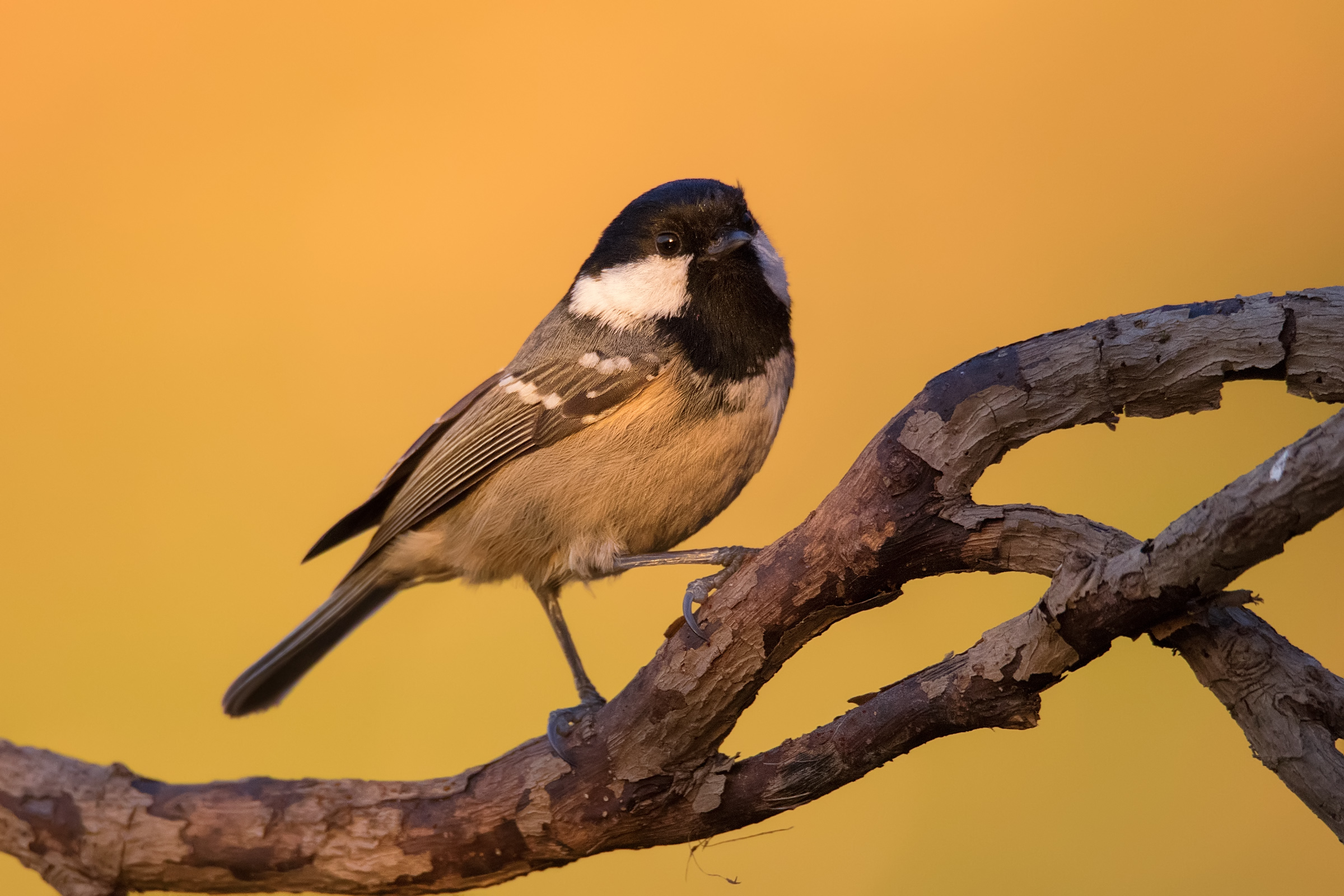 Dawn to the coal tit