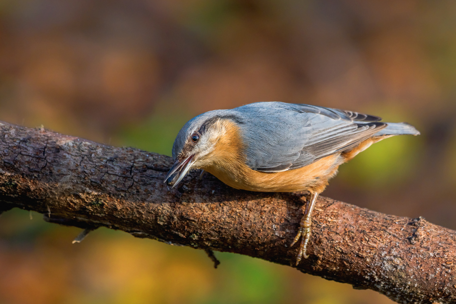 nuthatch
