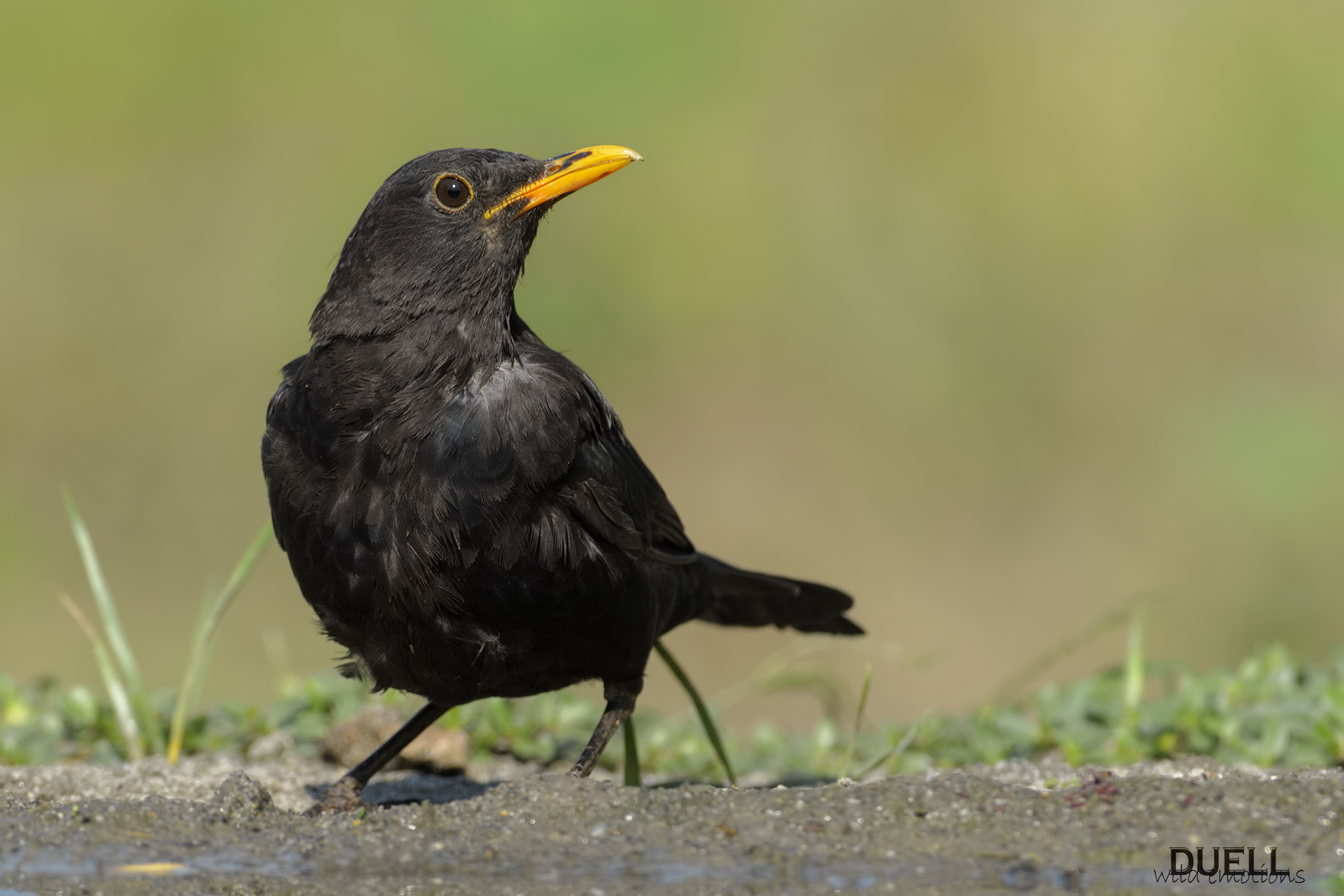 Blackbird vain