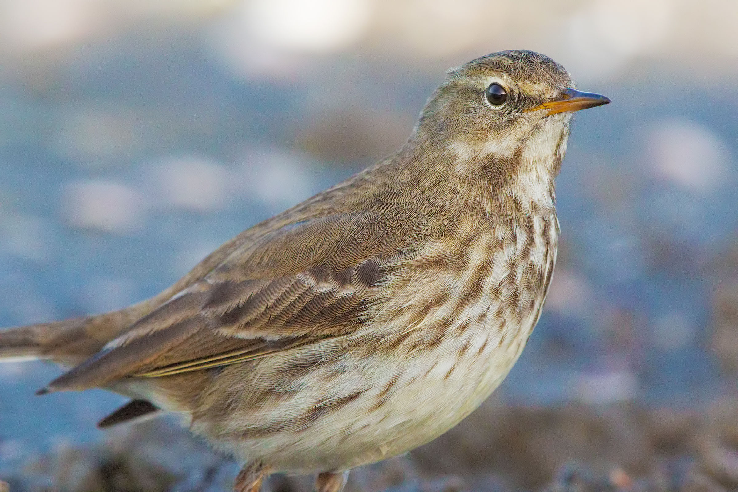 Spioncello a 16.000 iso