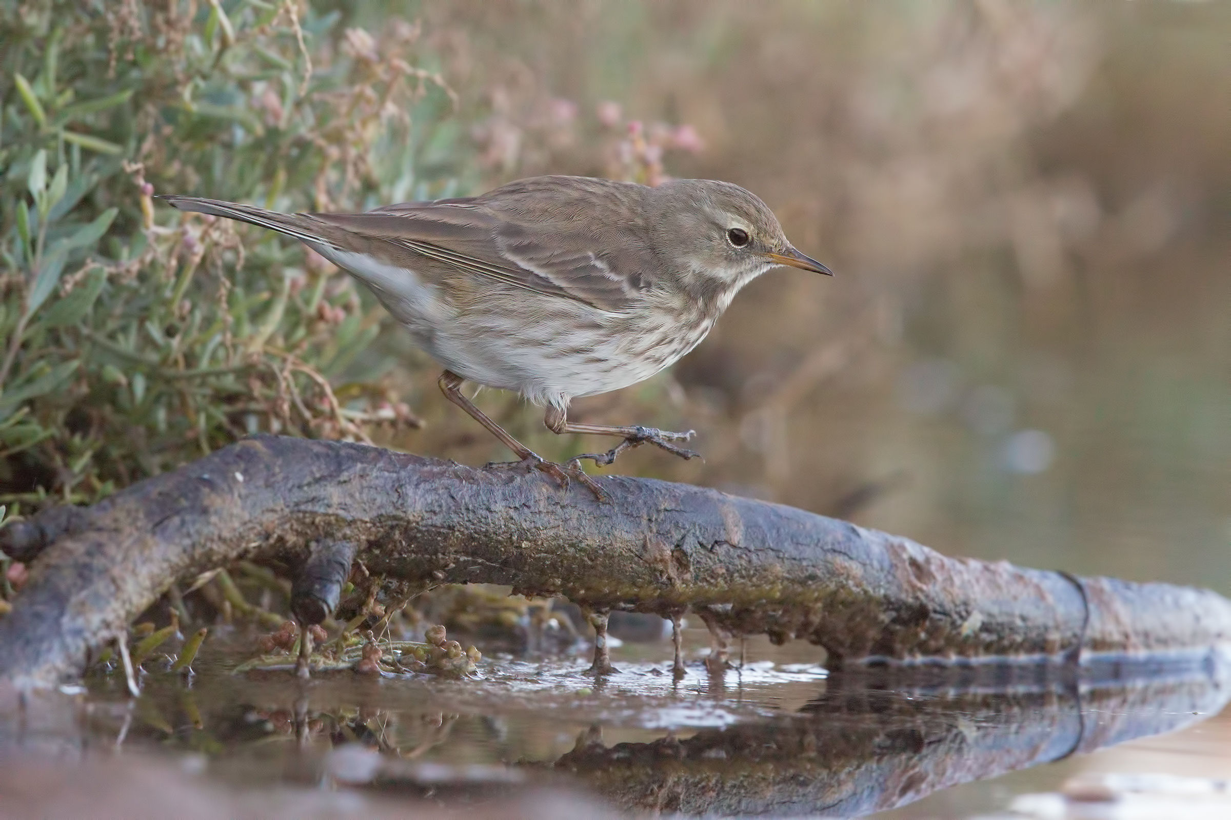 Spioncello a 25.600 iso