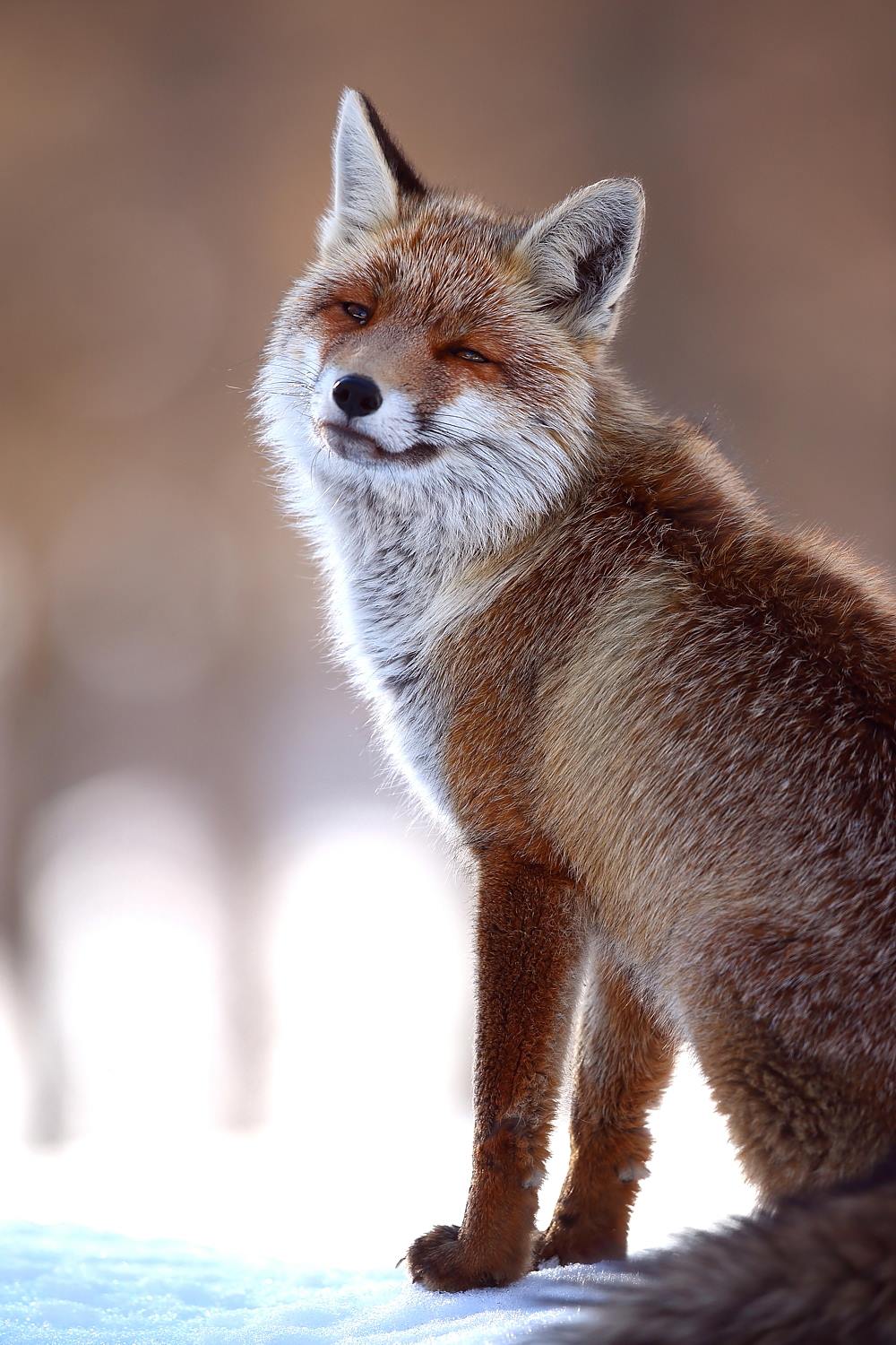 Red Fox