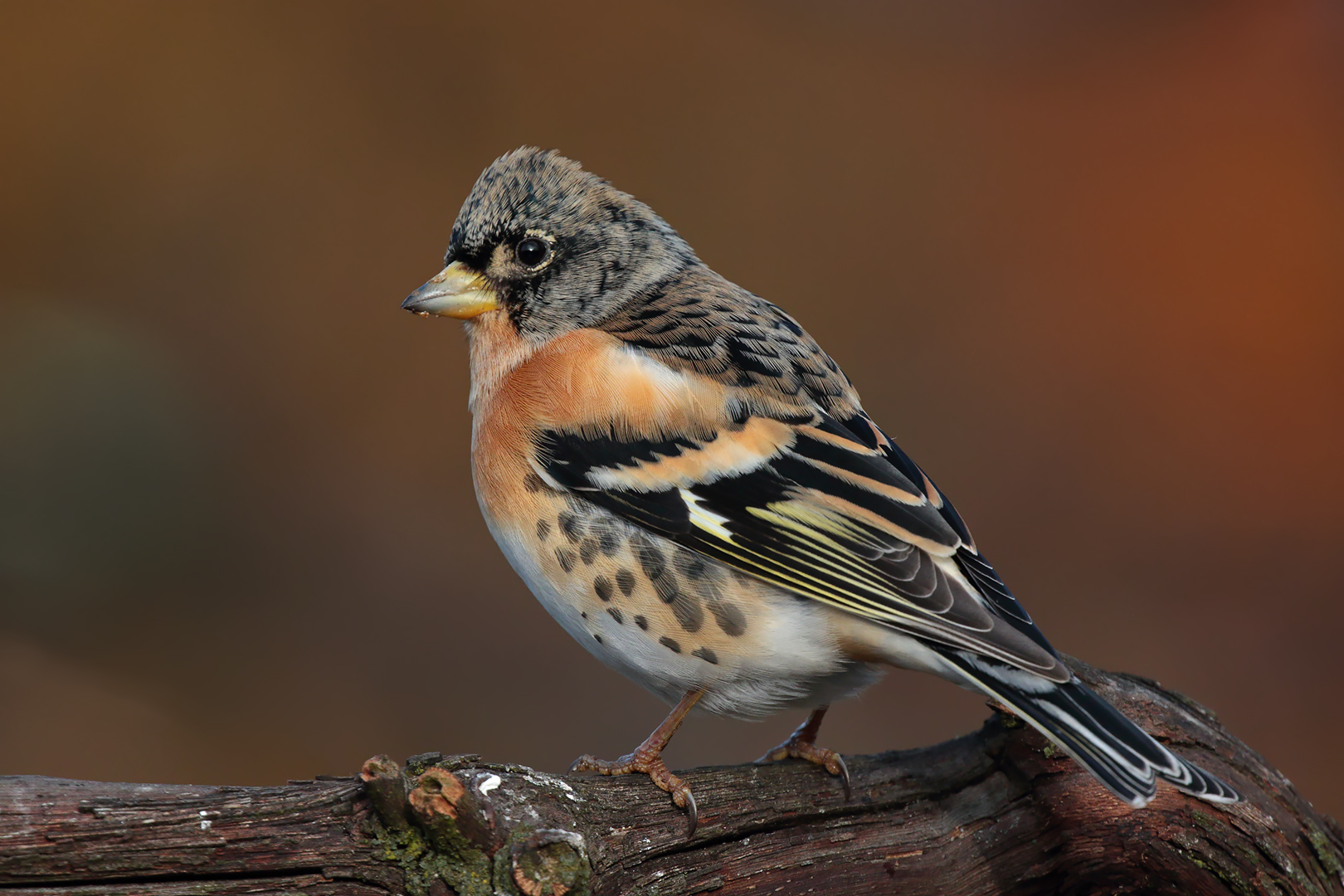 Brambling