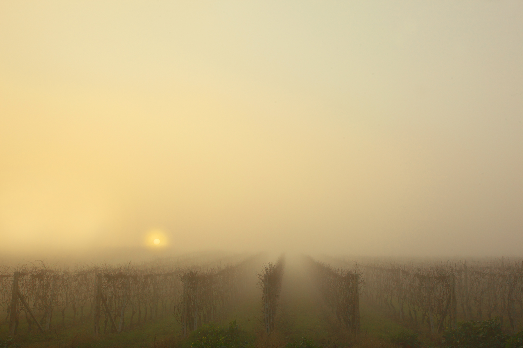 "Filari nella nebbia"