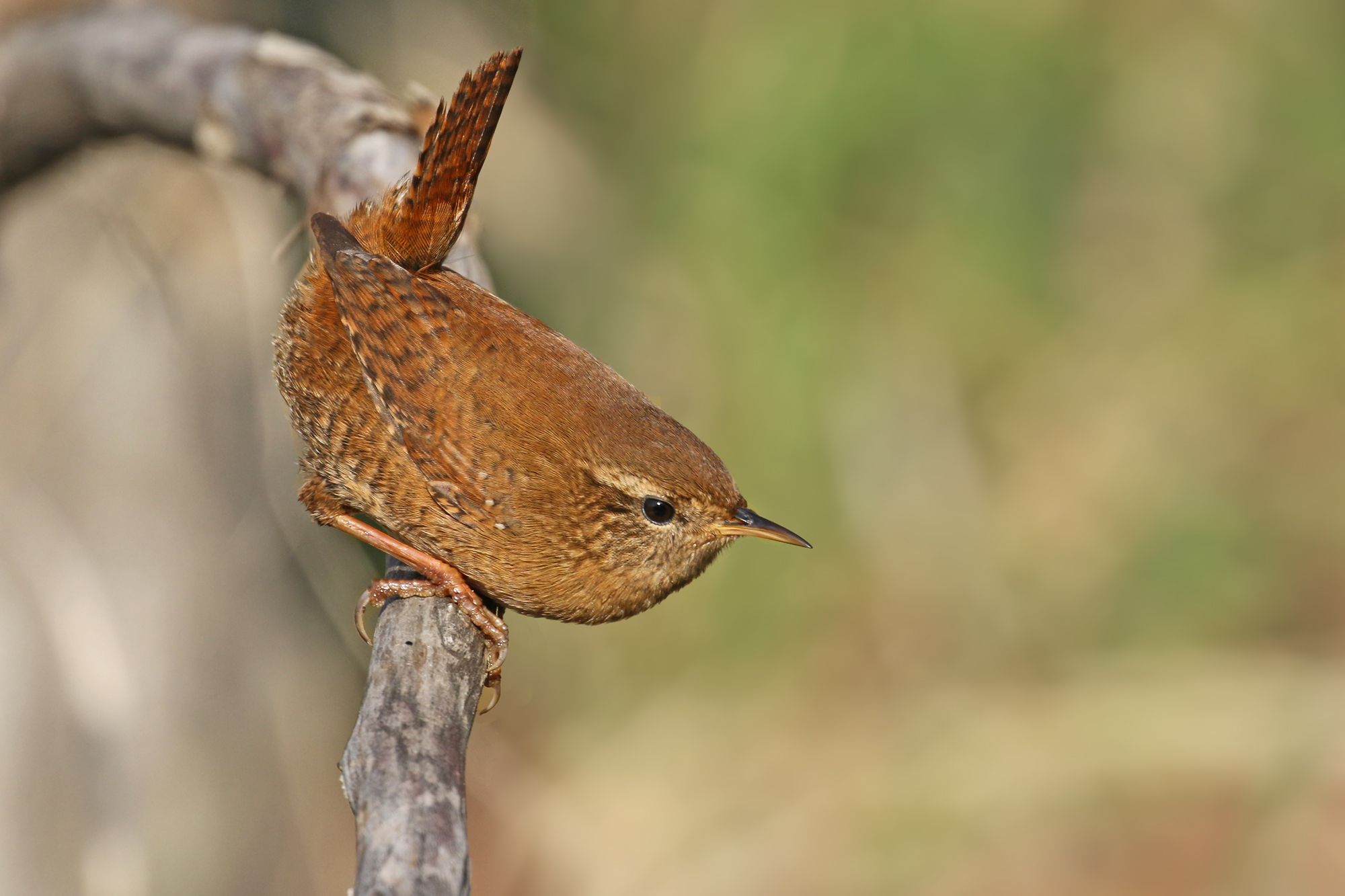 Wren