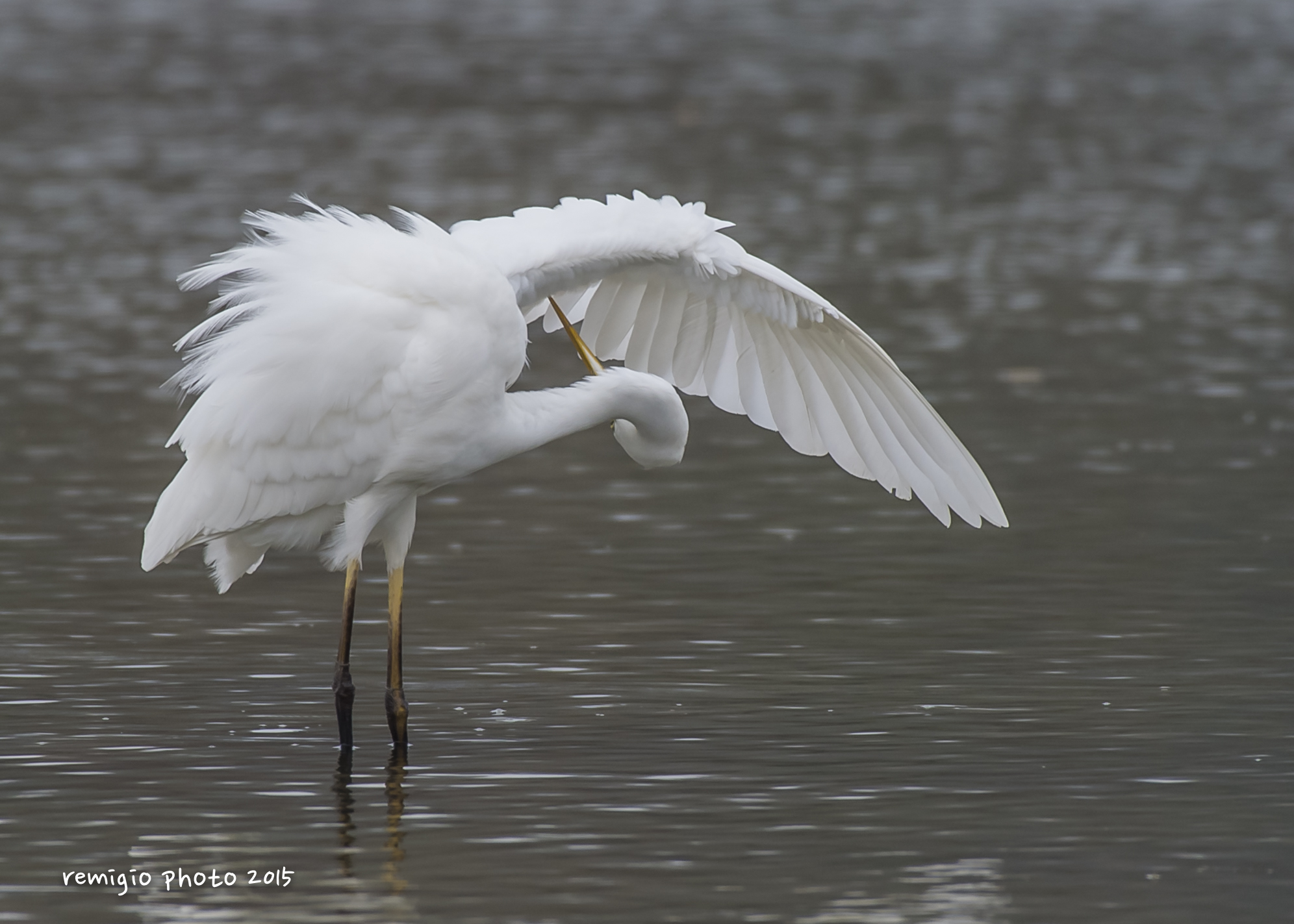 White heron Maggiore
