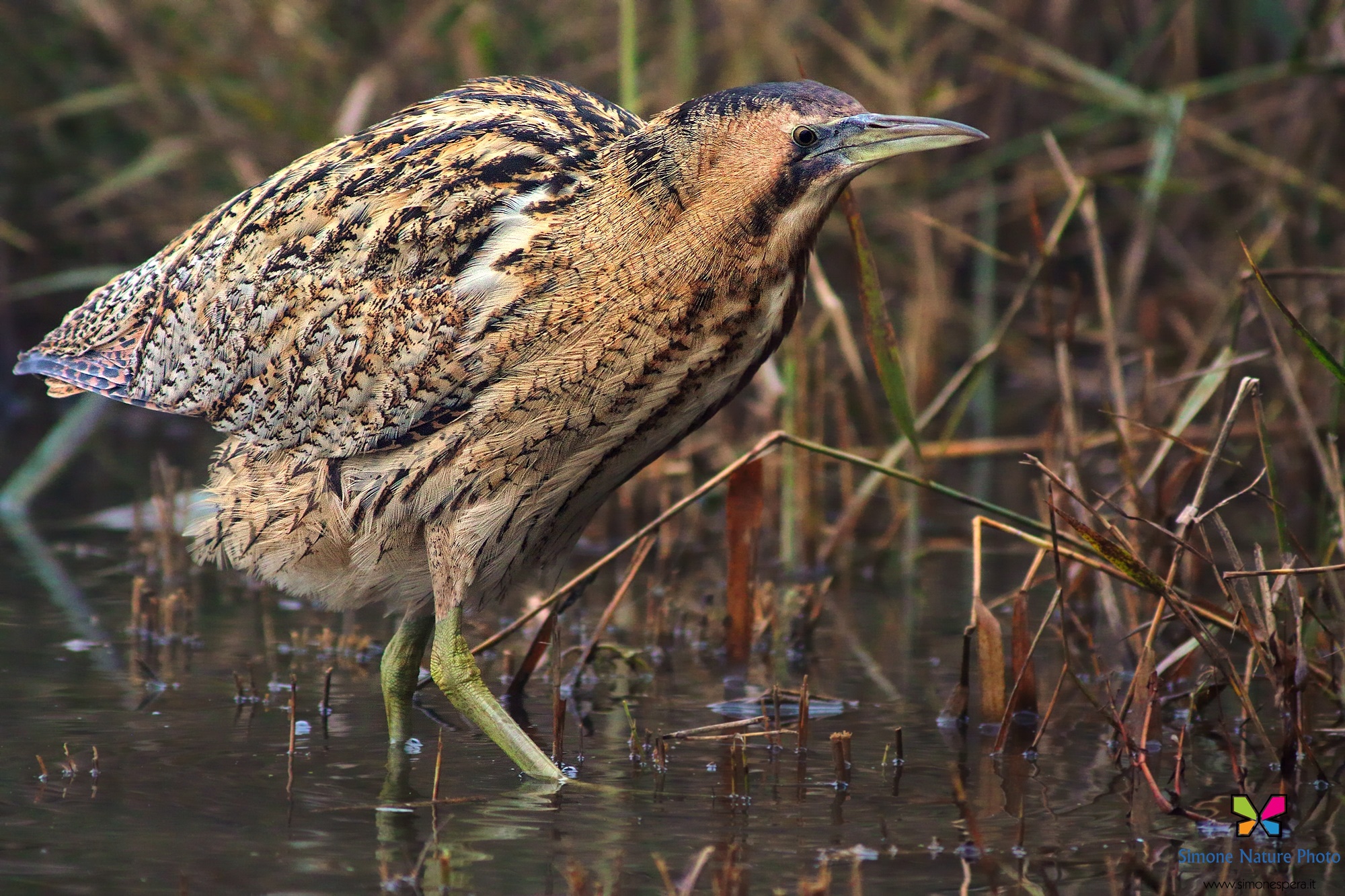 Bittern....
