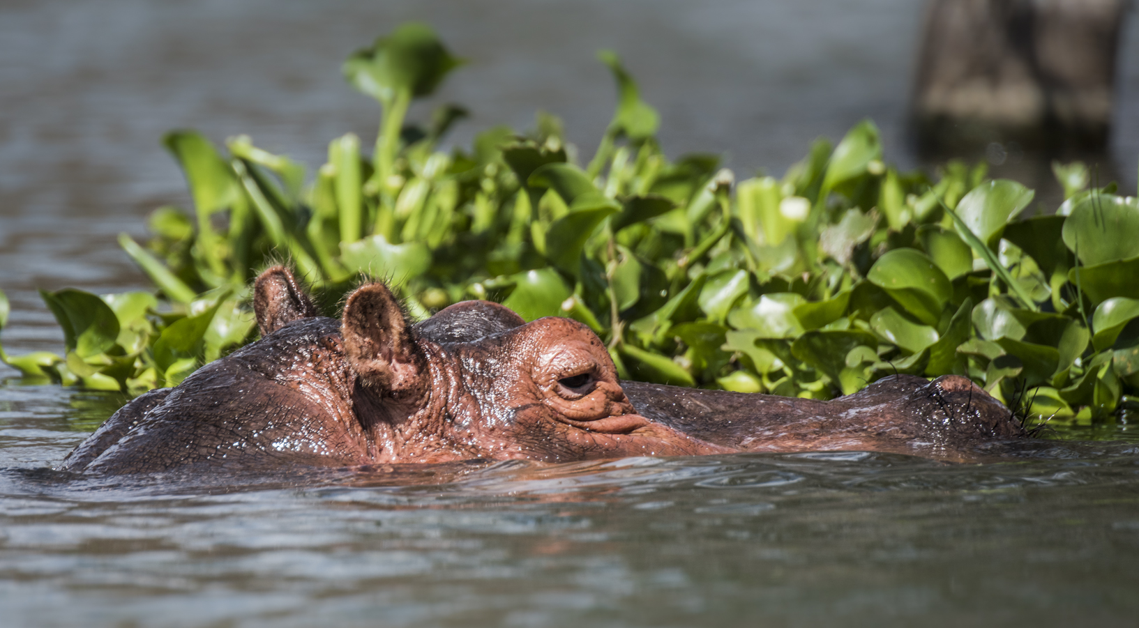 Hippopotamus
