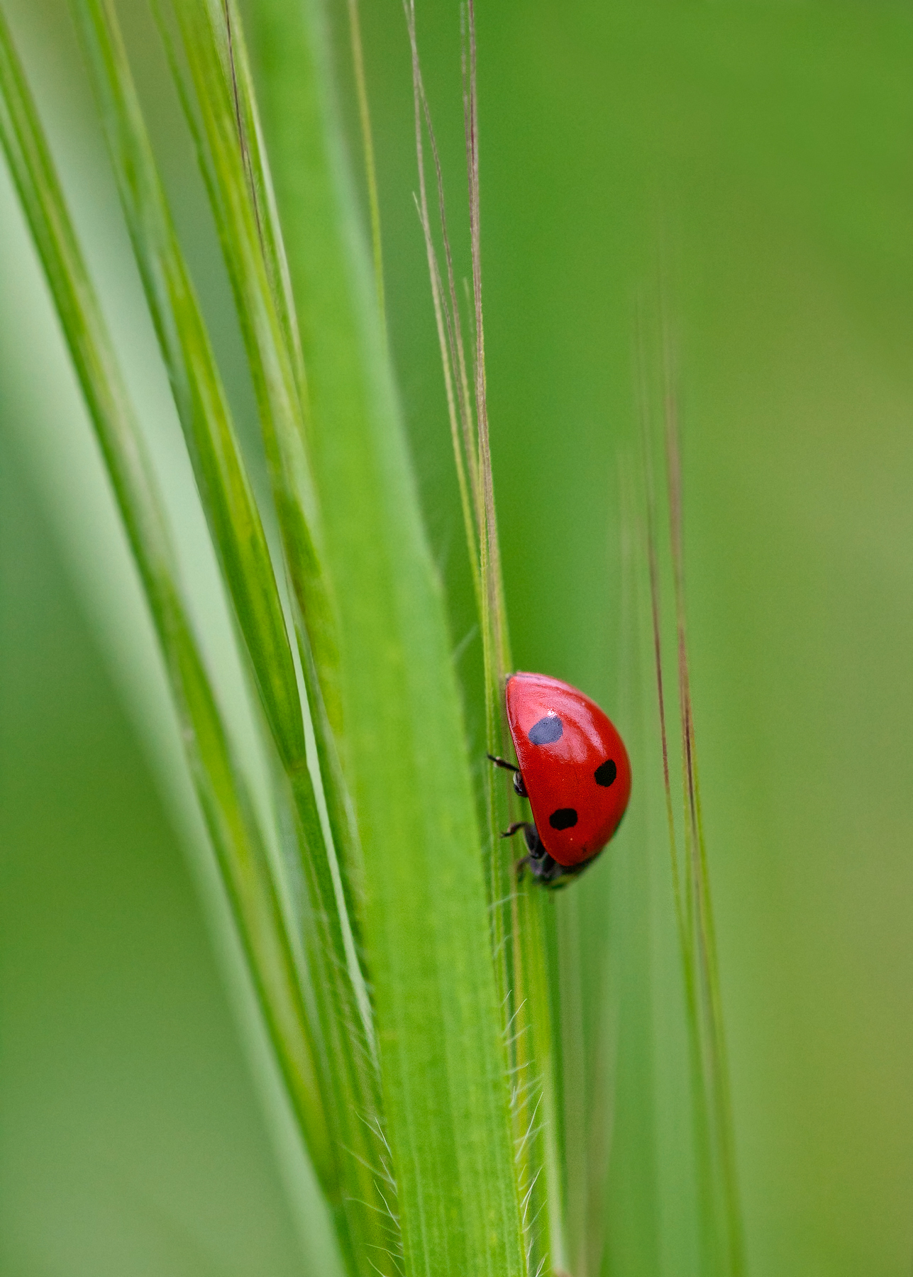 Ladybug
