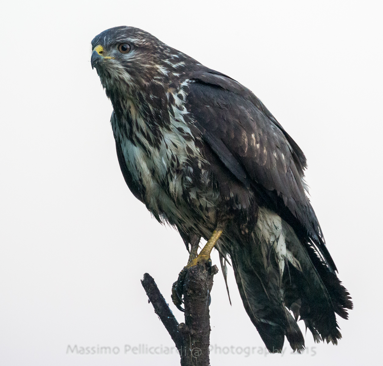 Poiana a 6400 iso No ritaglio