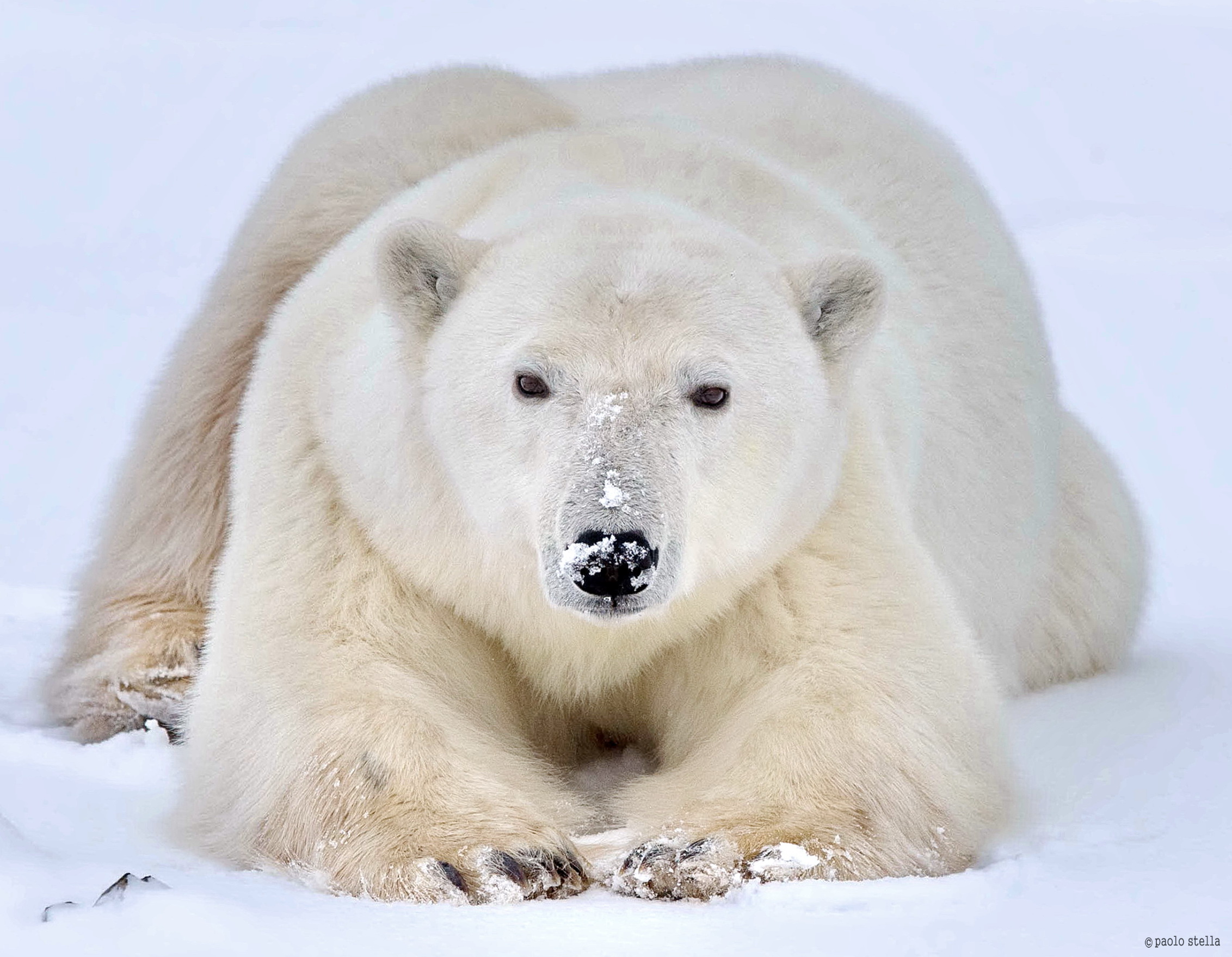 bear face close-up