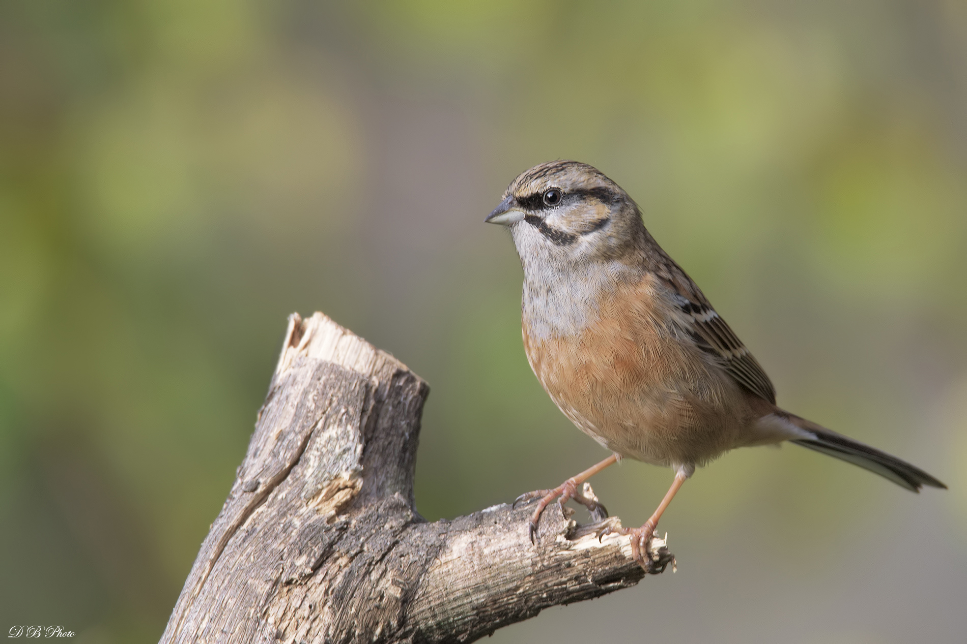 Rock Bunting Emberiza cia