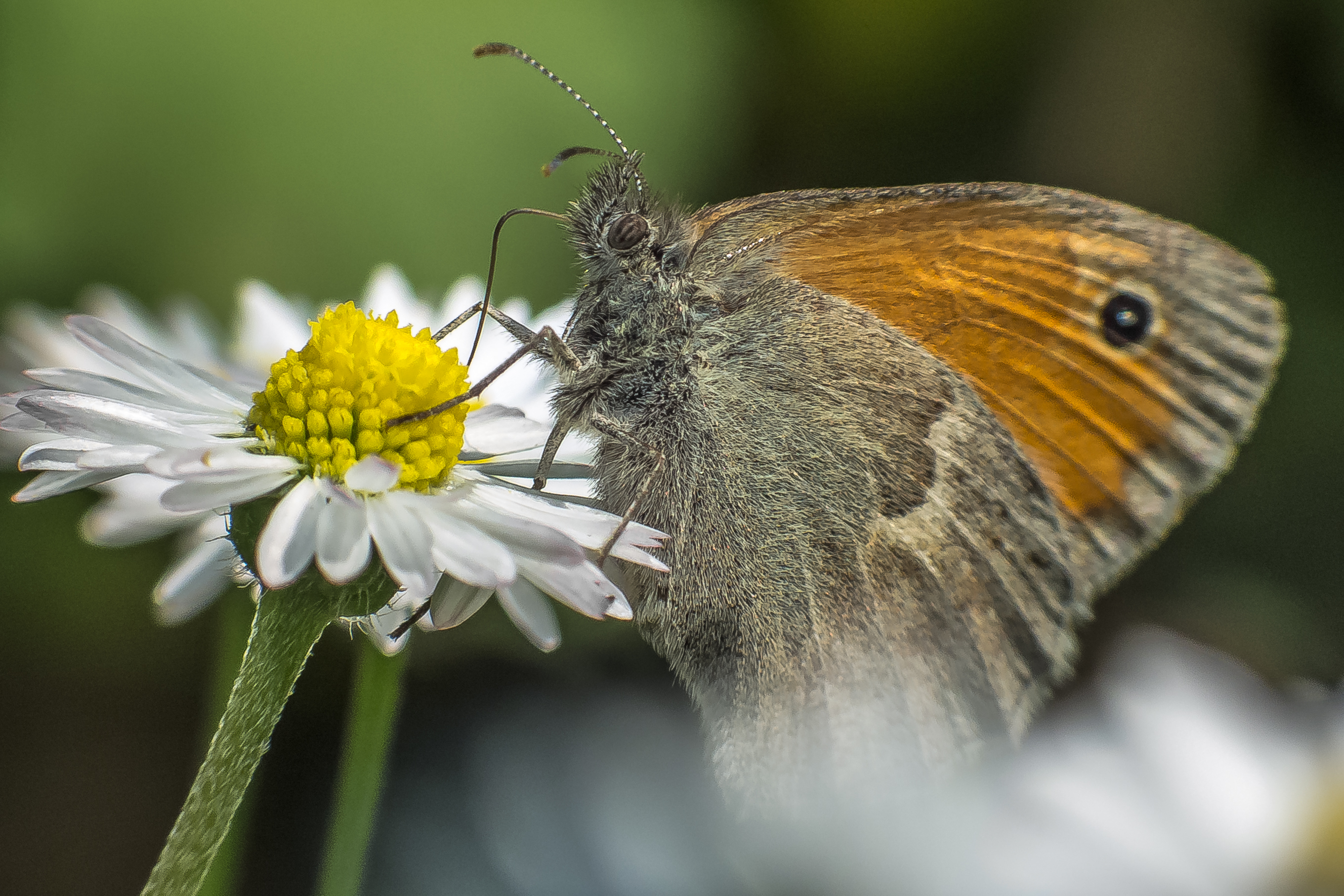 Coenonympha Pamphilus