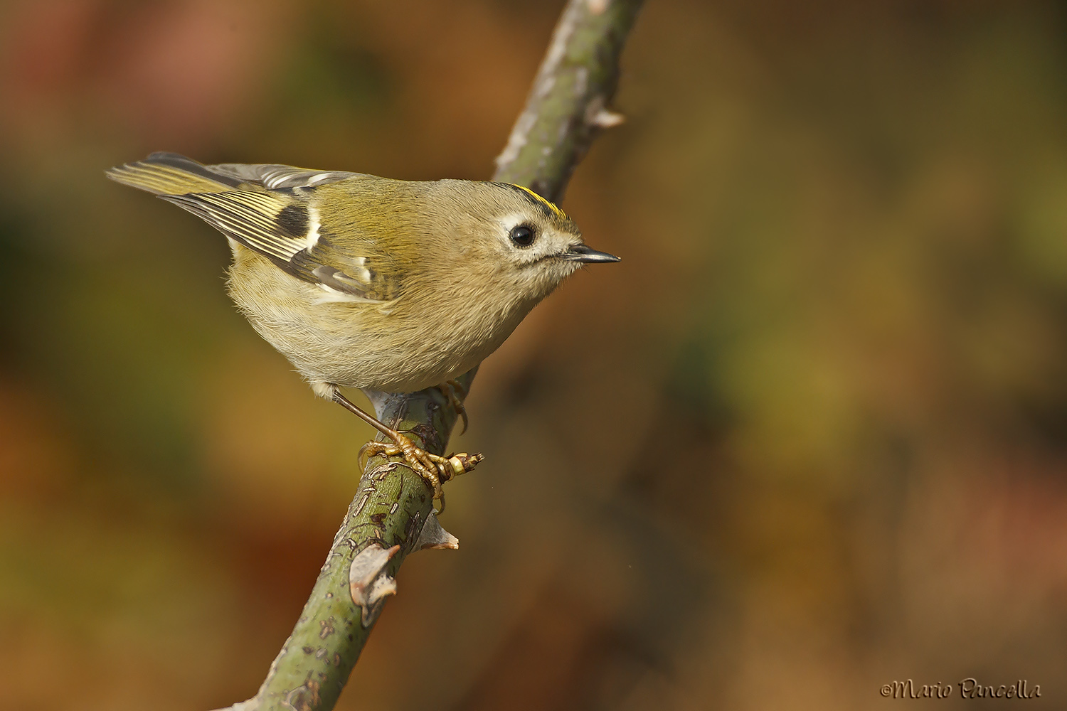 Il piccolo Re...golo