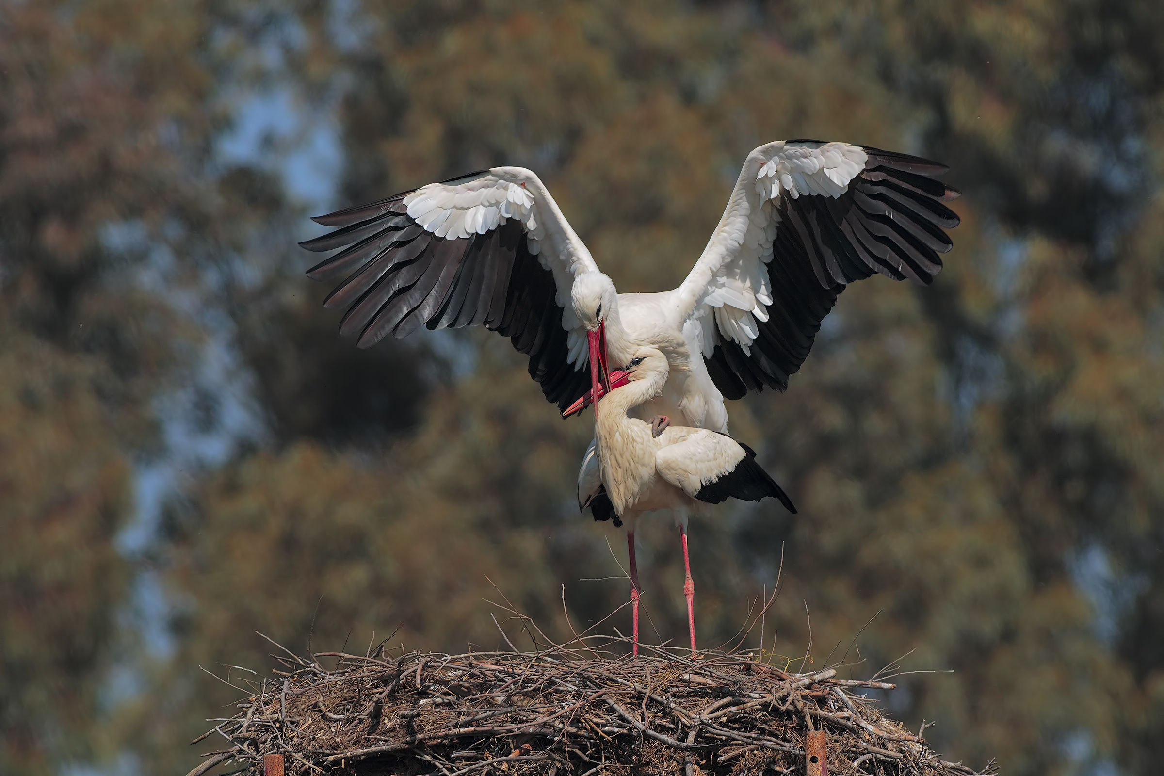 cicogne in fase di accoppiamento