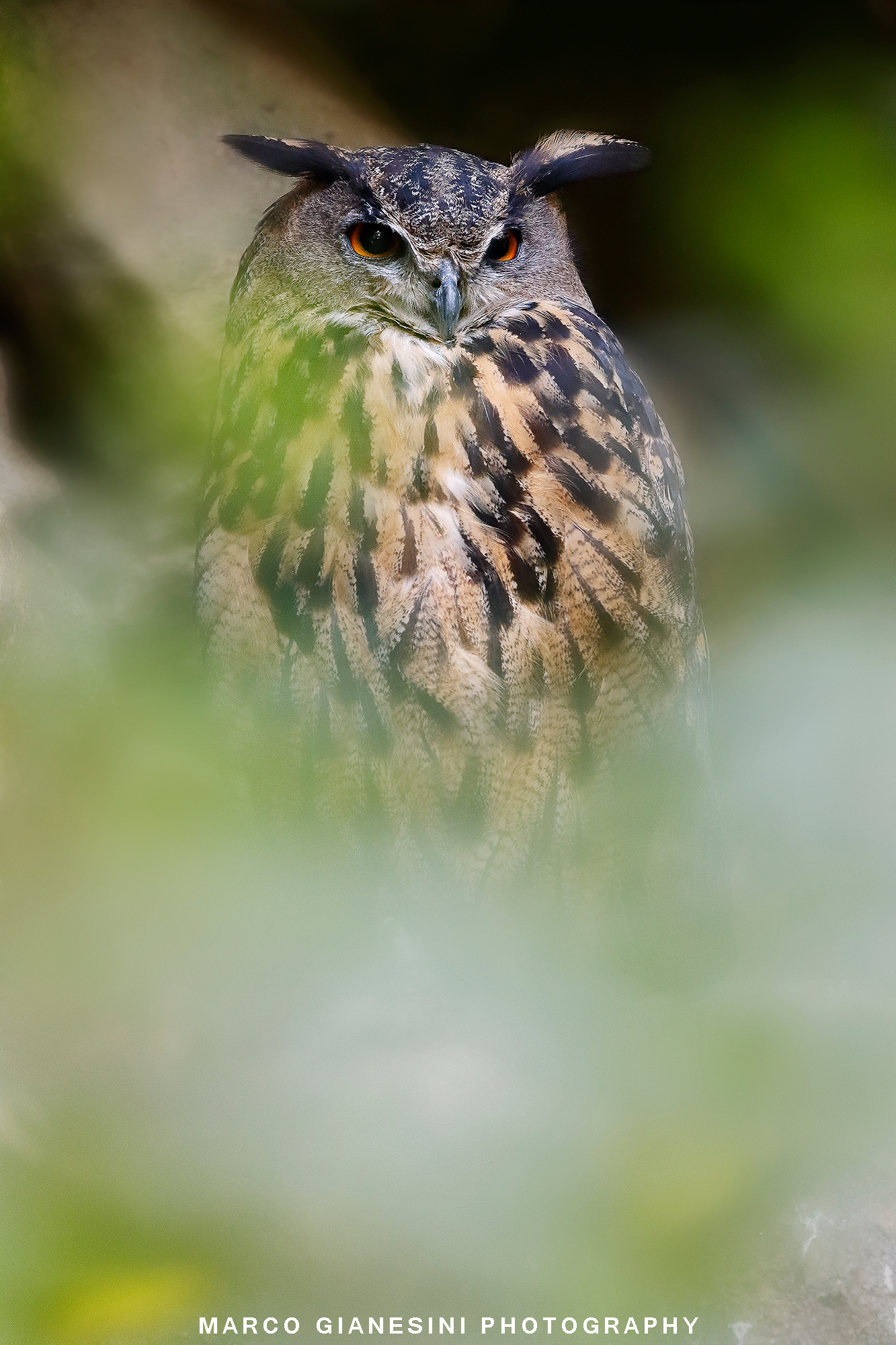 Eagle Owl