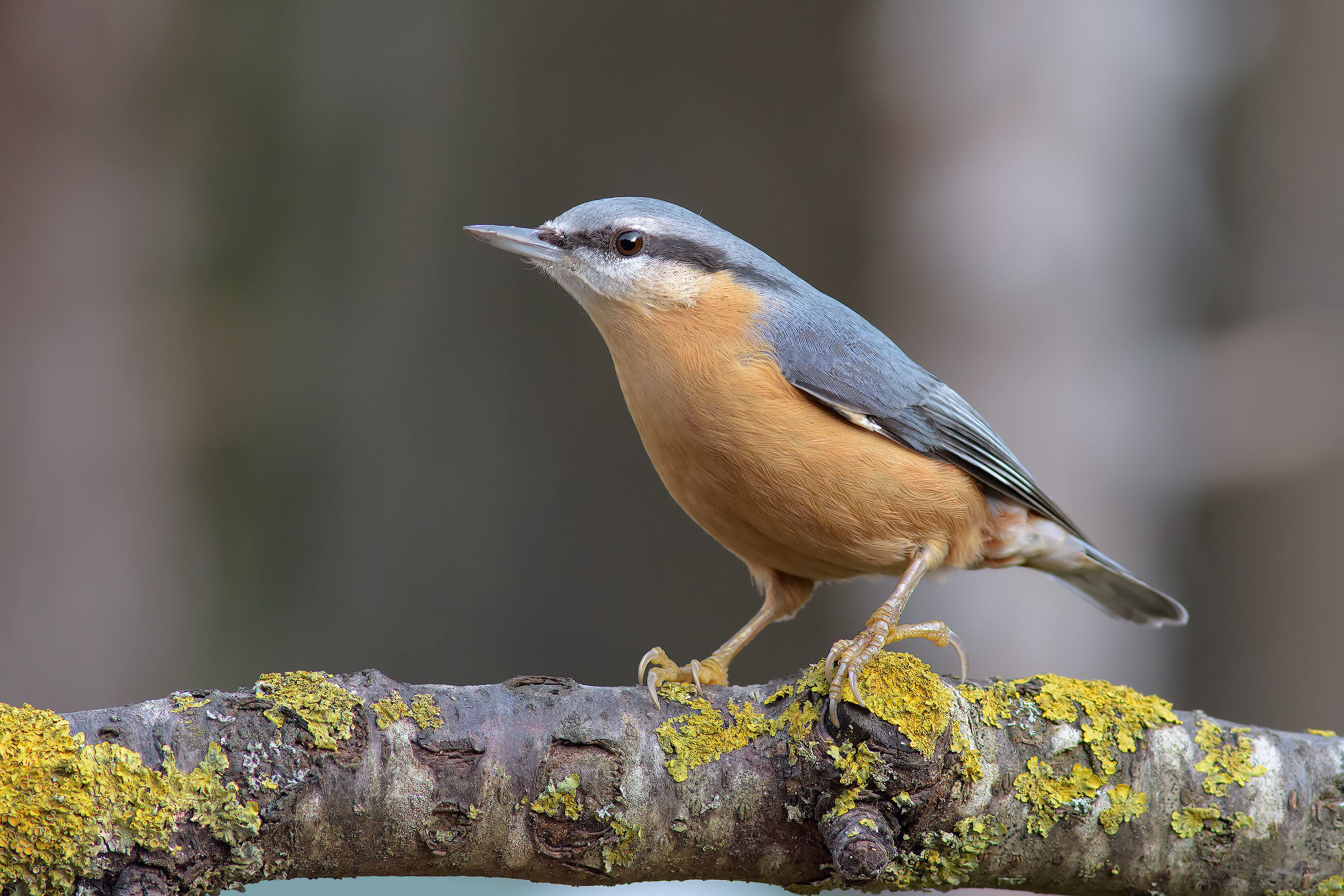 Nuthatch