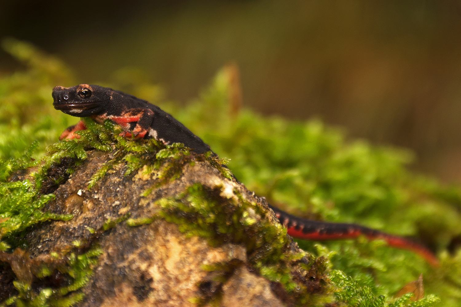 Salamander occhiali2