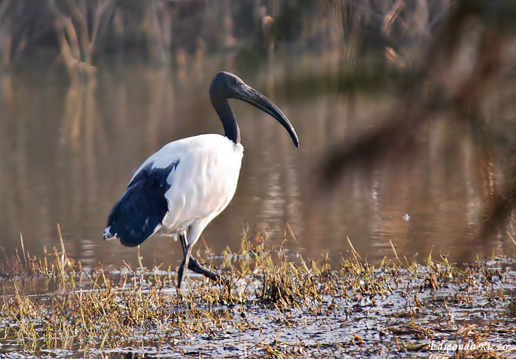 Sacred Ibis - Threskiornis aethiopicus