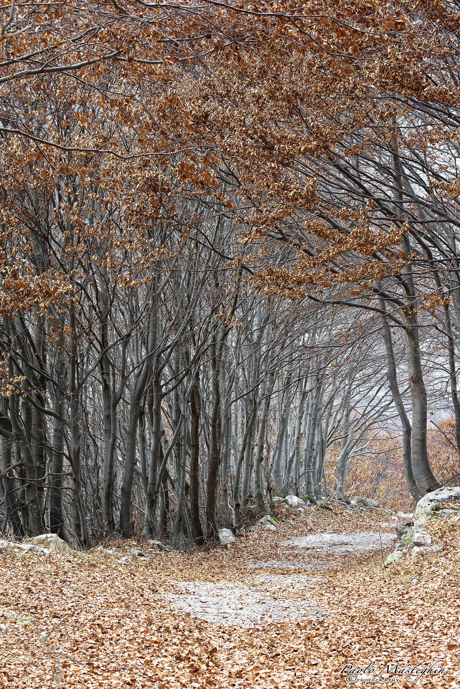 Strade nel bosco...