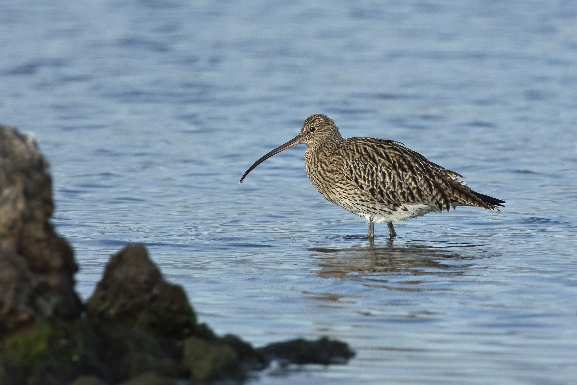 chiurlo (Numenius arcuata)