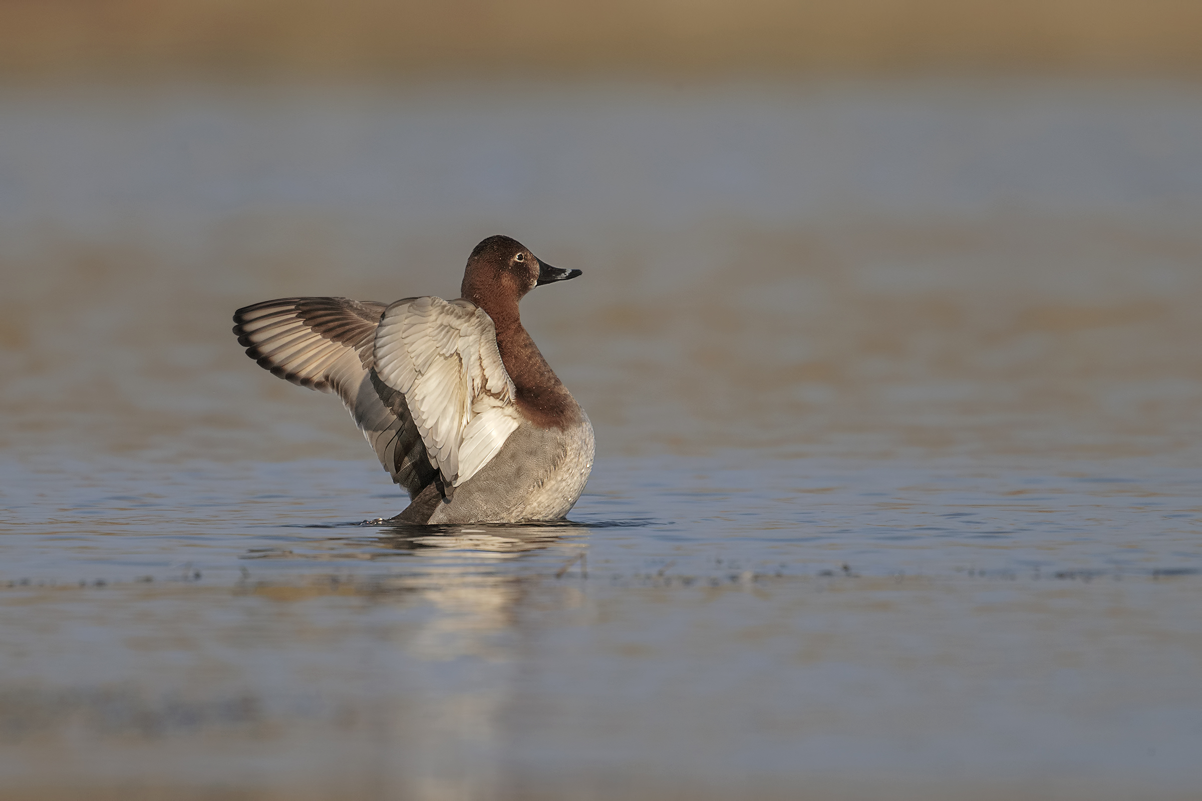 Pochard