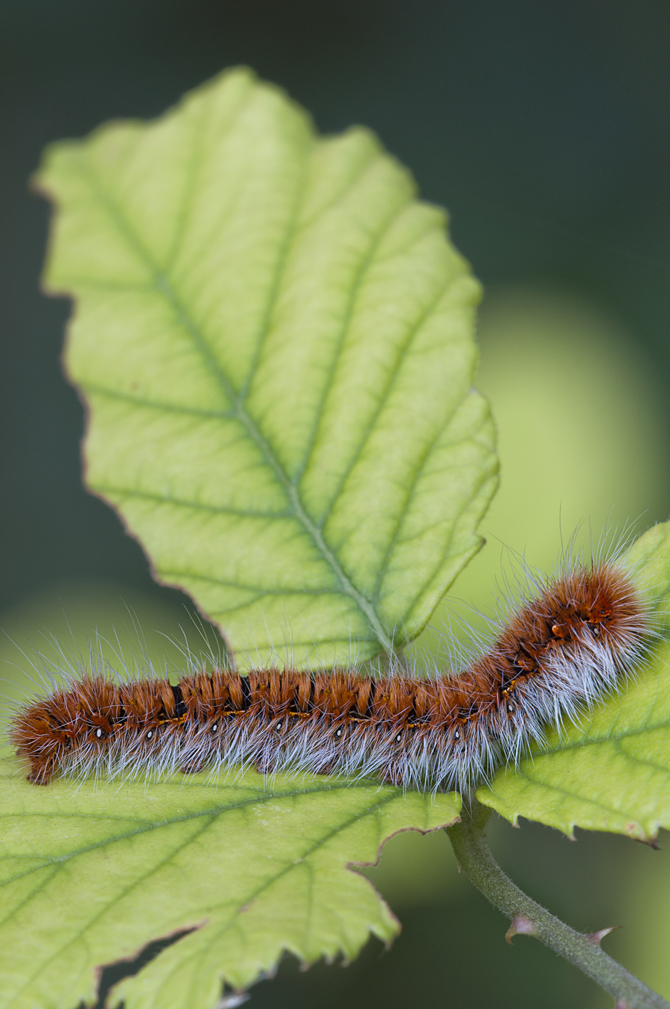 Caterpillar of the moth fox