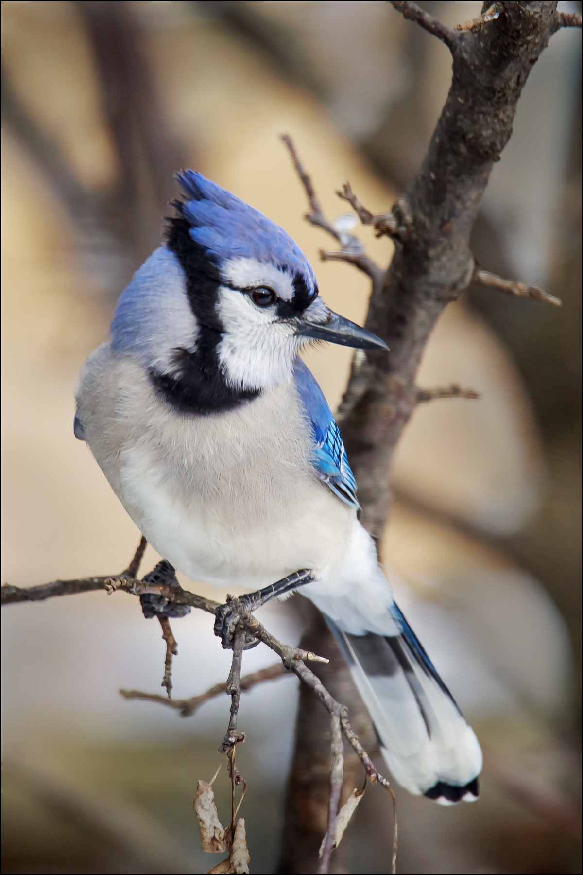 Blue Jay 2